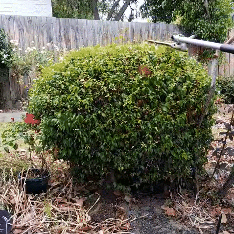 Balwyn North—Lilly Pilly Ball Shape & Trim