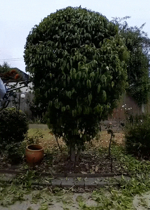 A tree with a rounded top in a garden with plants, a clay pot, and a pathway.