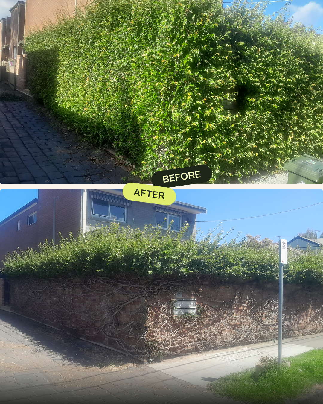 Fitzroy North—Ficus Hedge Cut-back