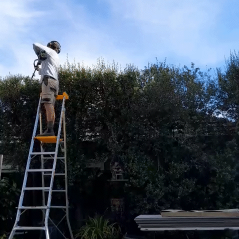 Heidelberg North—Pittosporum Hedge Trim