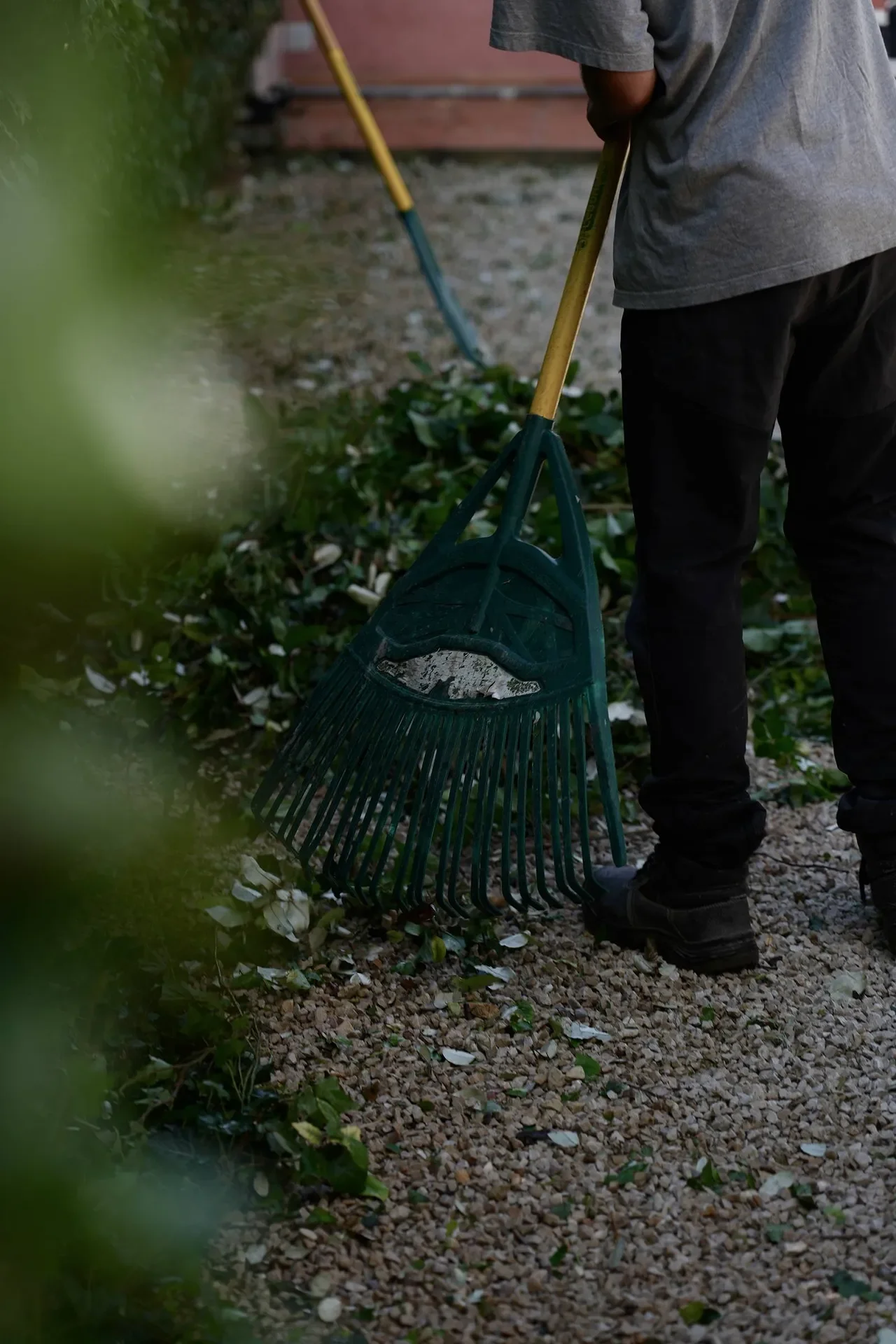 Person wearing jeans and a grey T-shirt raking leaves in a garden area with a green rake.