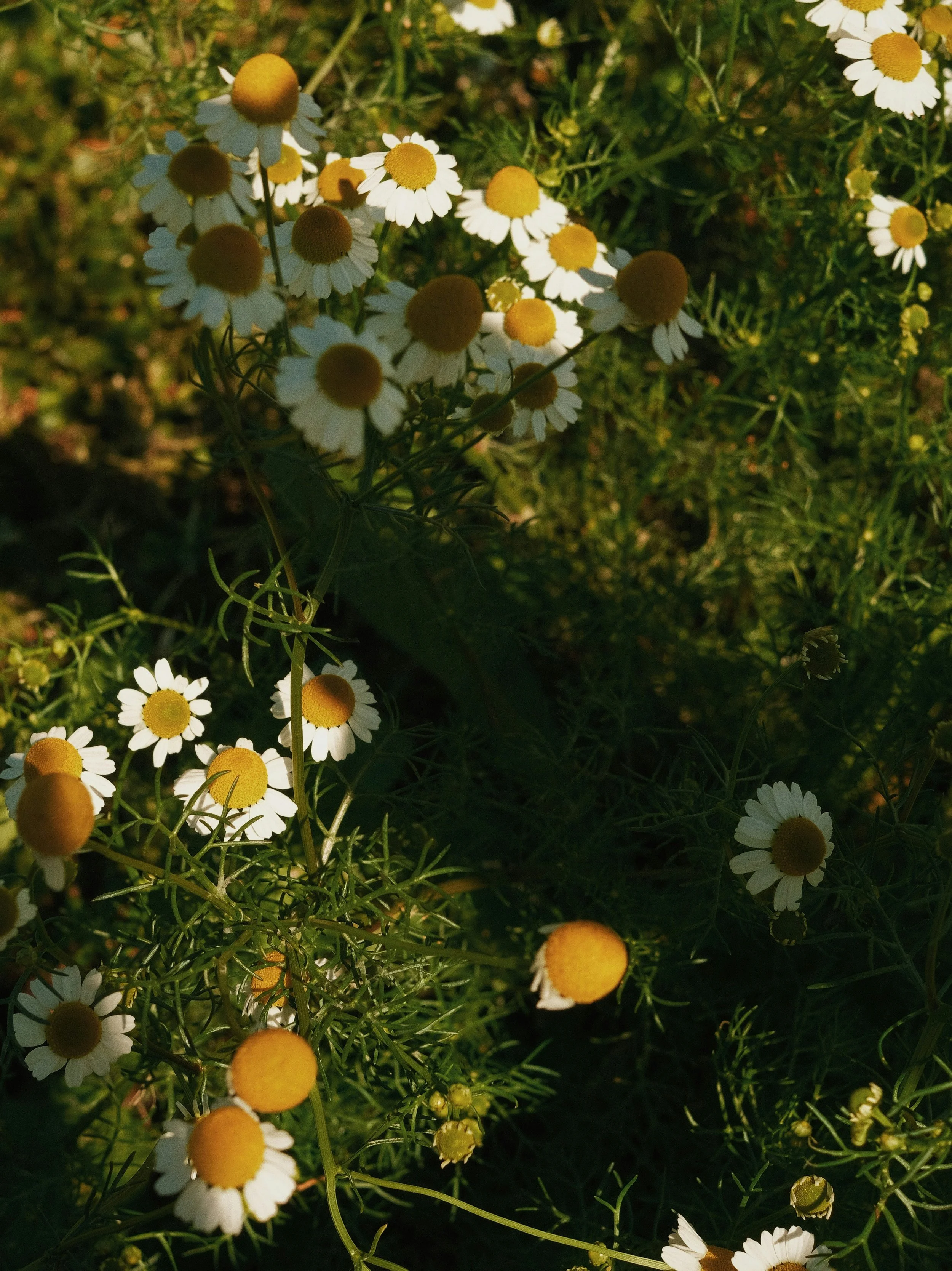 A cluster of daisy flowers with white petals and yellow centers among green foliage.