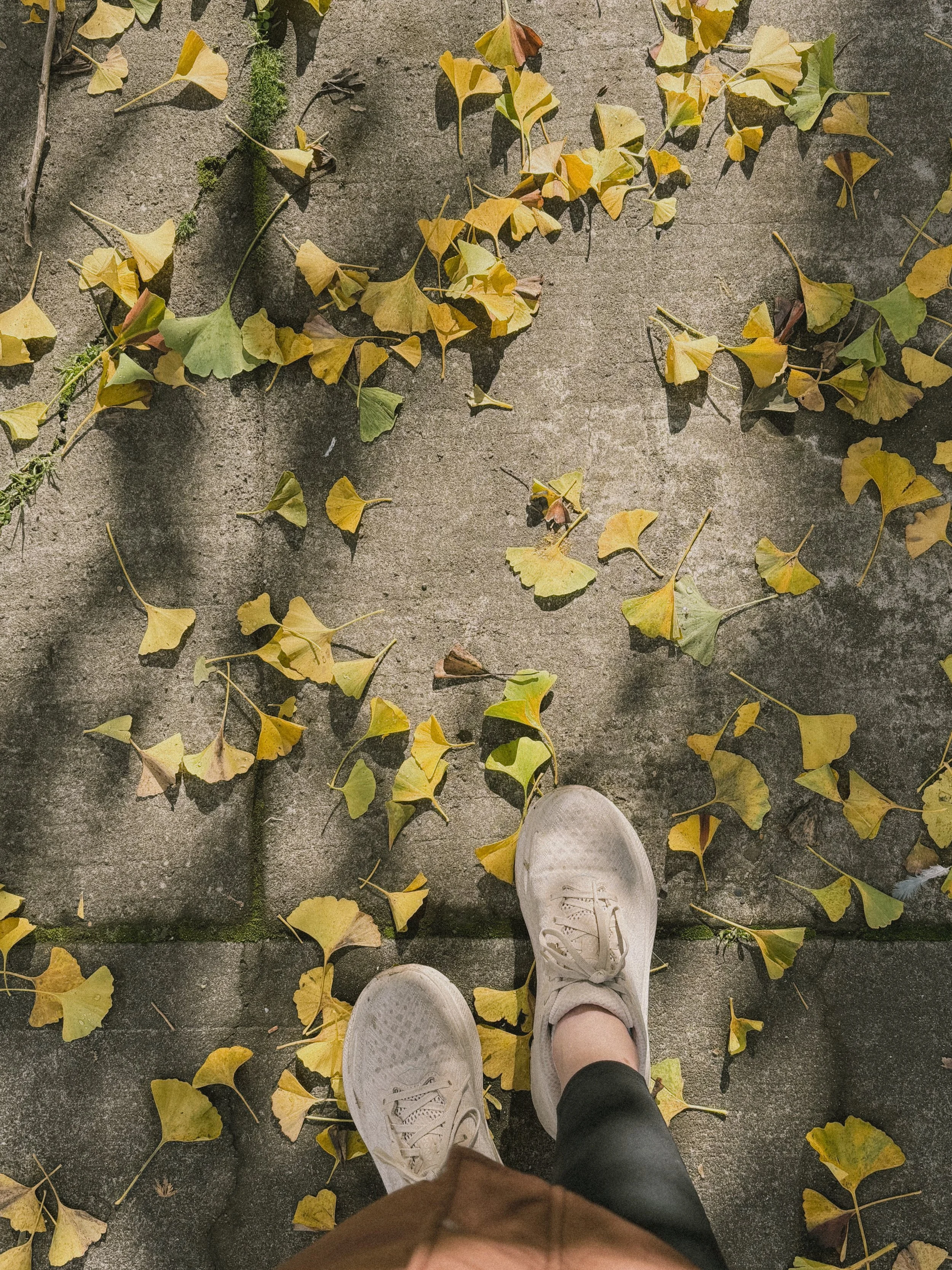 A person wearing white sneakers and black leggings standing on a concrete sidewalk scattered with yellow and green ginkgo leaves.