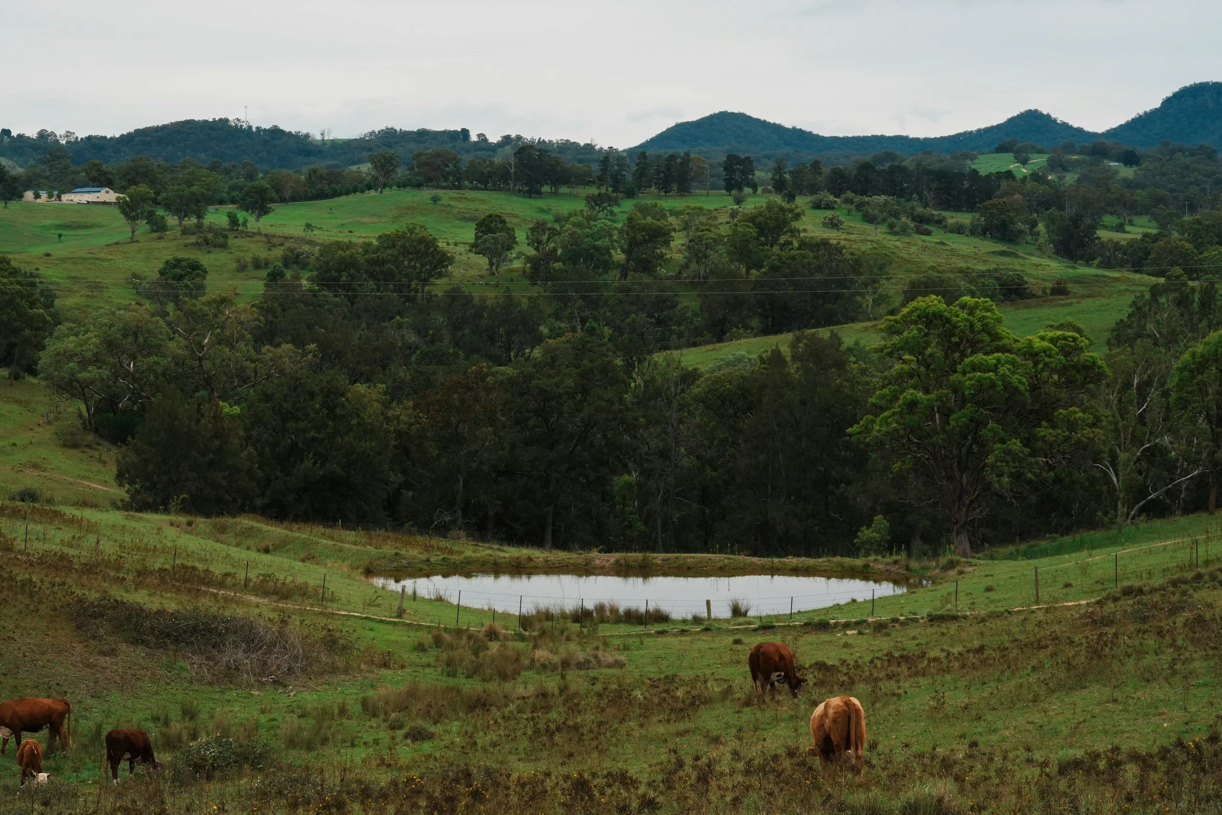 Rolling green hills with scattered trees, a small pond, a white house, and cows grazing, under a cloudy sky.