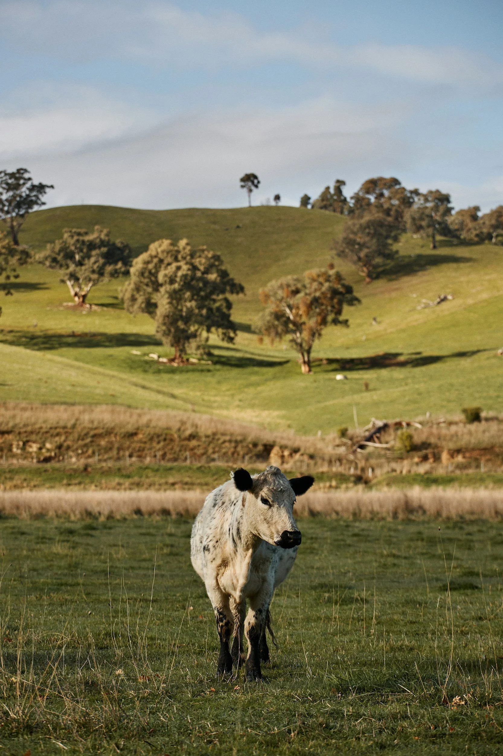 A cow standing in a grassy field with trees and rolling hills in the background under a partly cloudy sky.