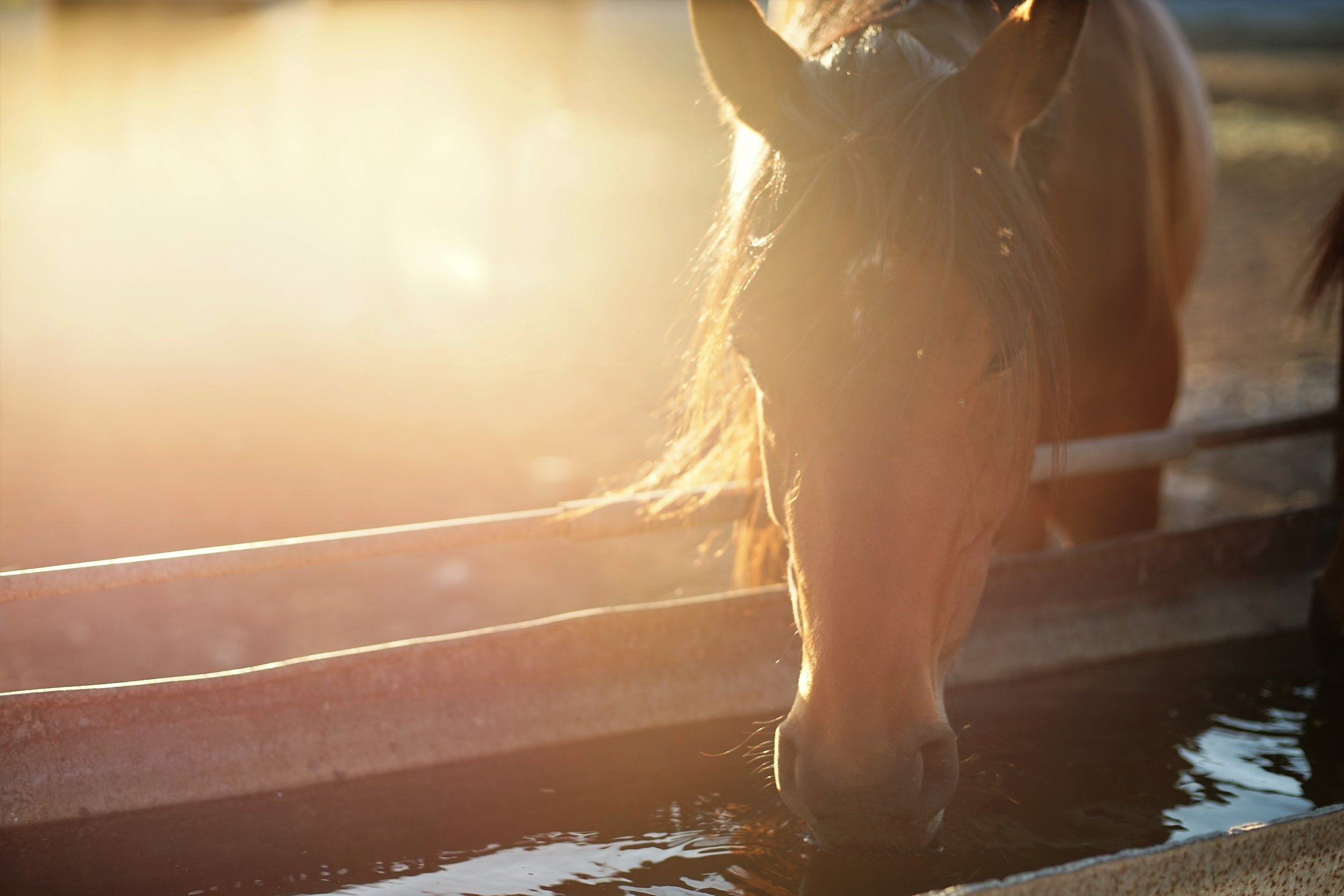 Water Quality for Horses on Small Acreage — What to Check and Why