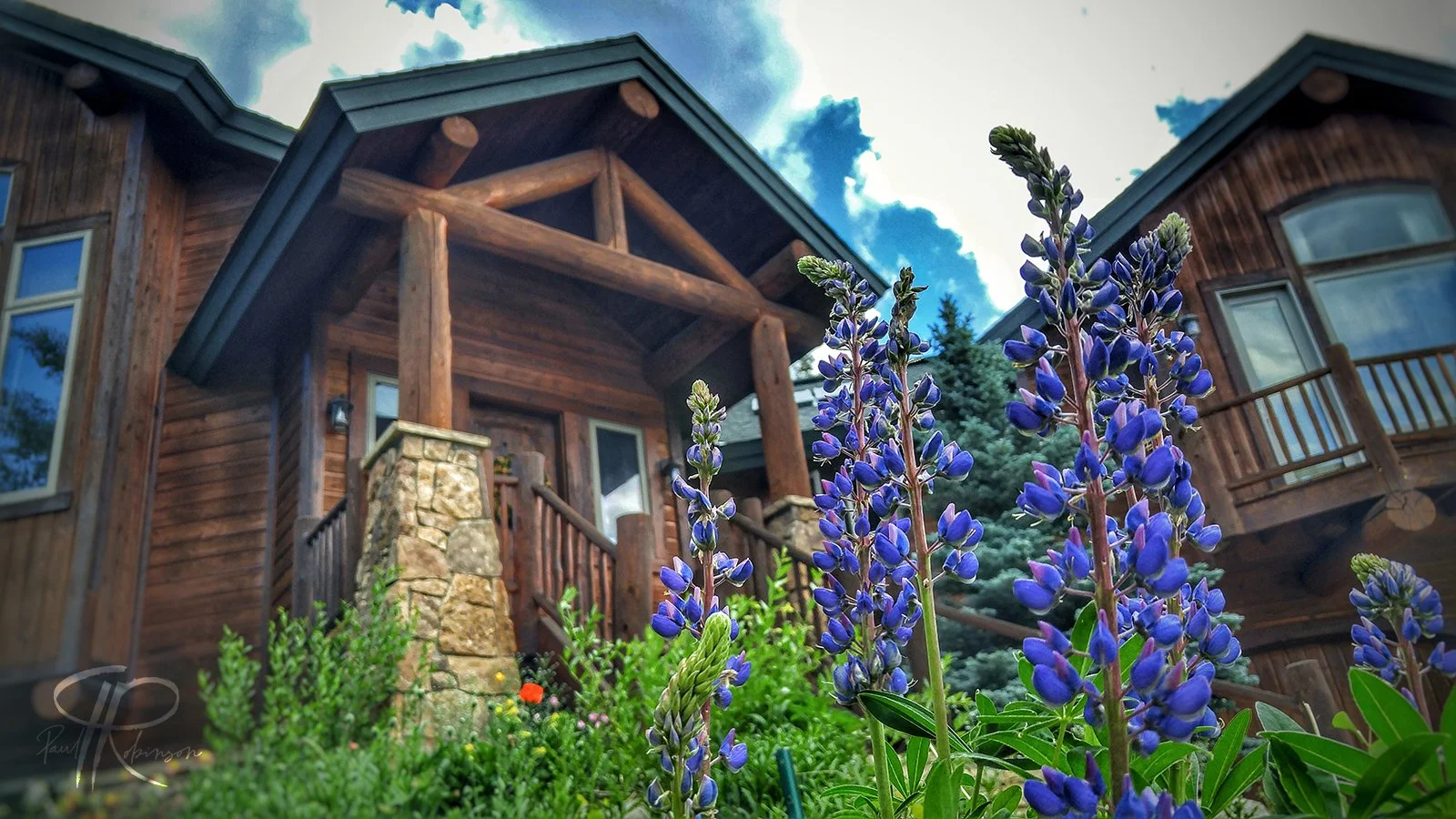 Silverthorne Wildflowers
