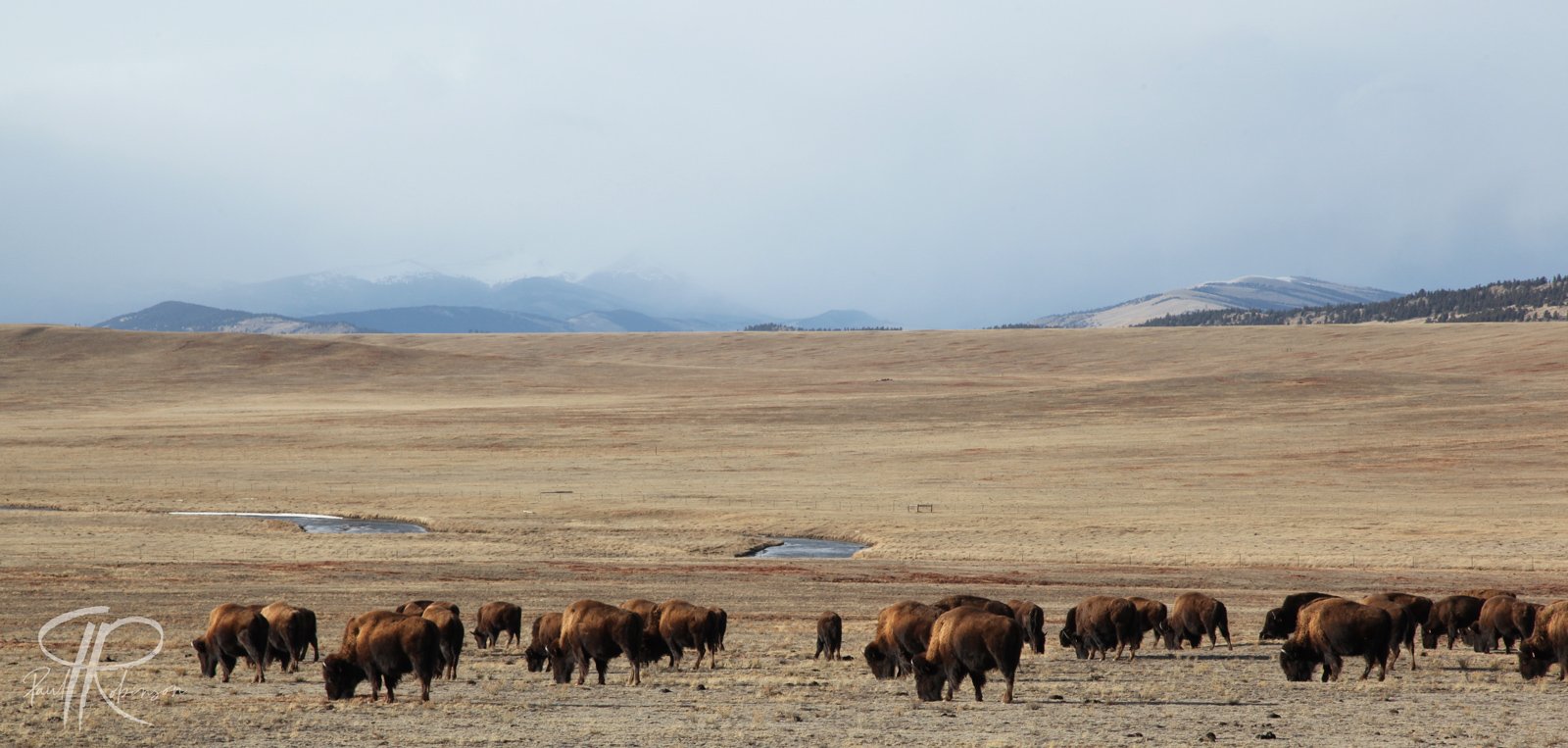 Buffs Before the Storm