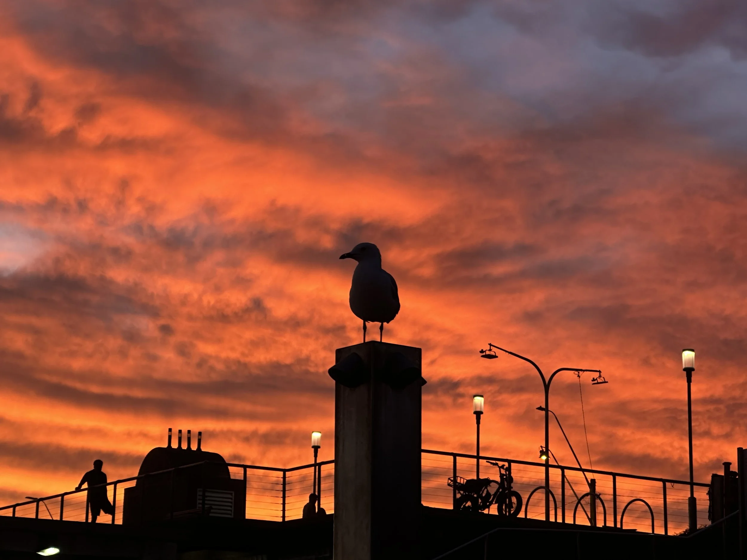 A seagull perched on a column against a vibrant orange and purple sunset sky, with people and bicycles silhouettes at a waterfront promenade.