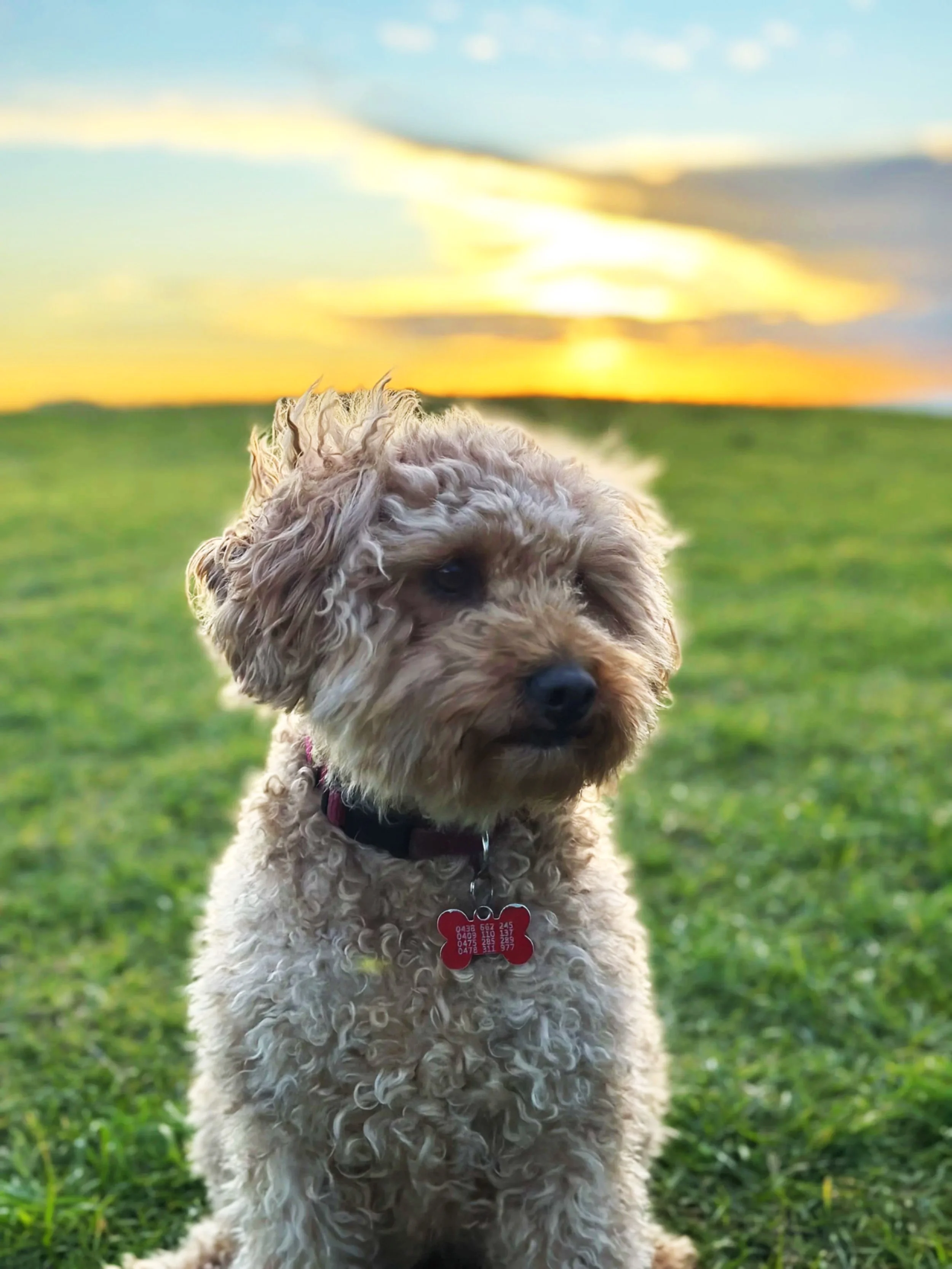 A fluffy, curly-haired dog with a red collar and a red bone-shaped tag sitting on green grass with a sunset sky in the background.