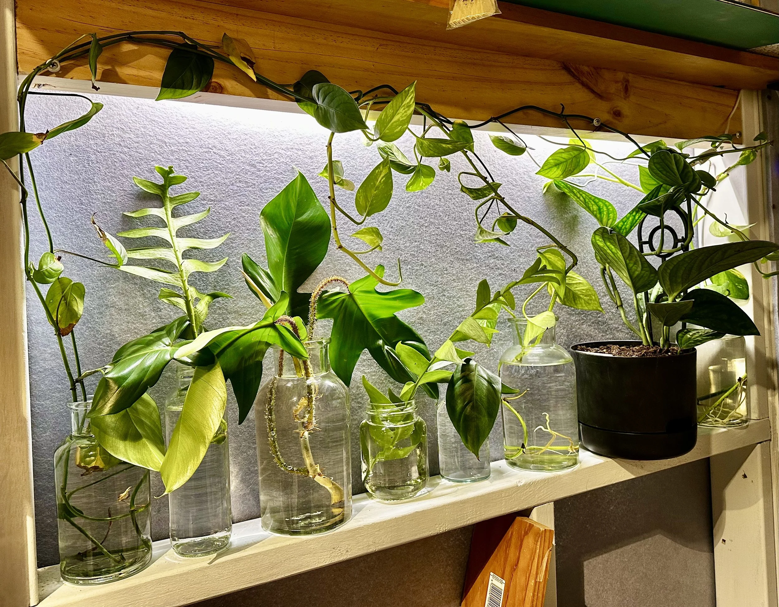 A collection of various potted plants on a white shelf in front of a textured gray wall, with some plants in glass containers and others in black pots.