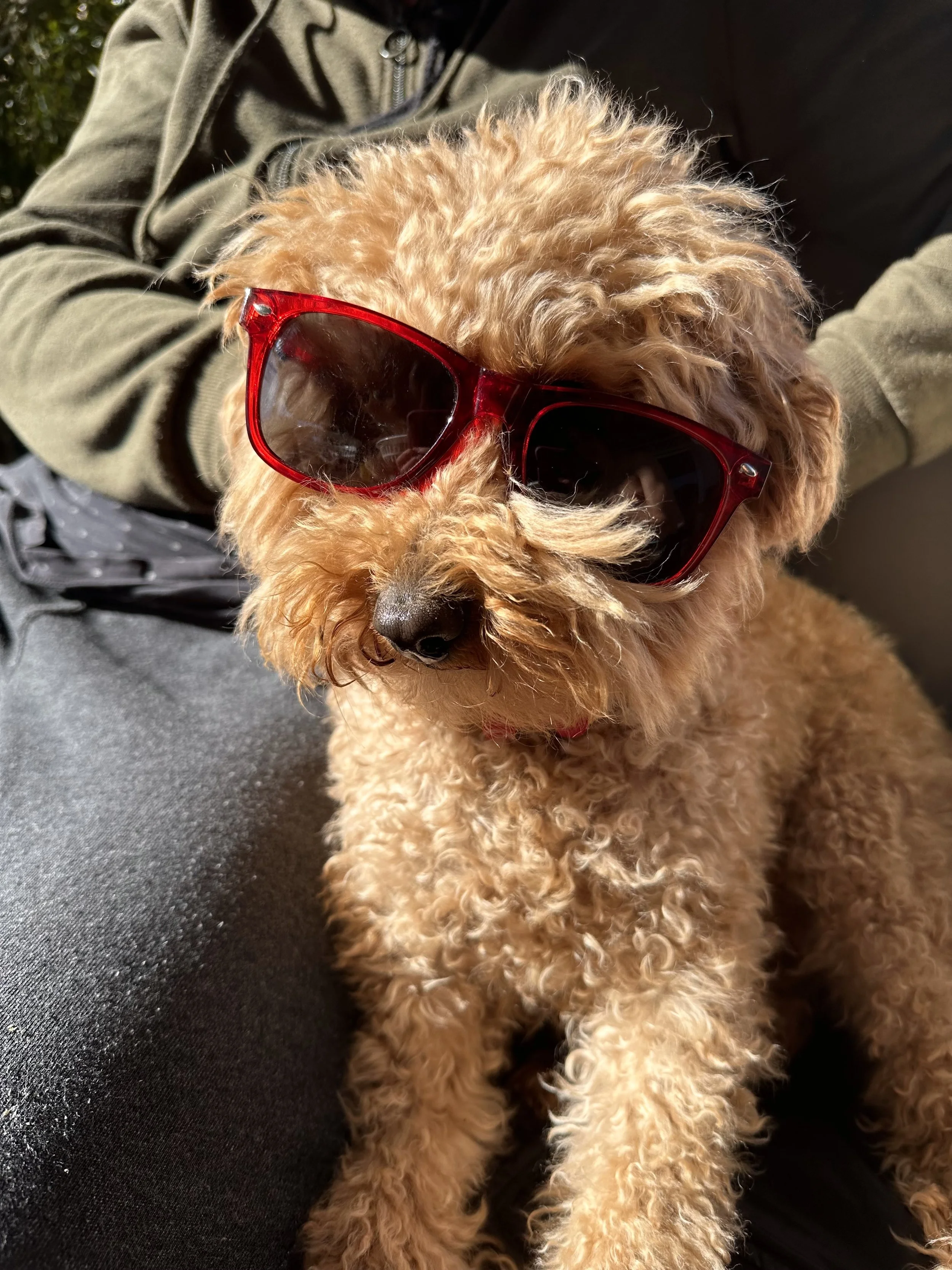 A small, curly-haired dog wearing red sunglasses, sitting on a black surface, with a person in a green jacket in the background.