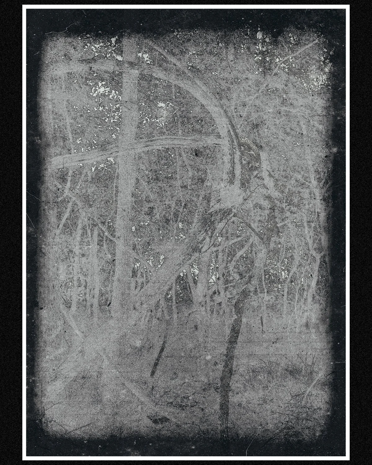 A frosted or dirty window with tree branches visible through the glass.