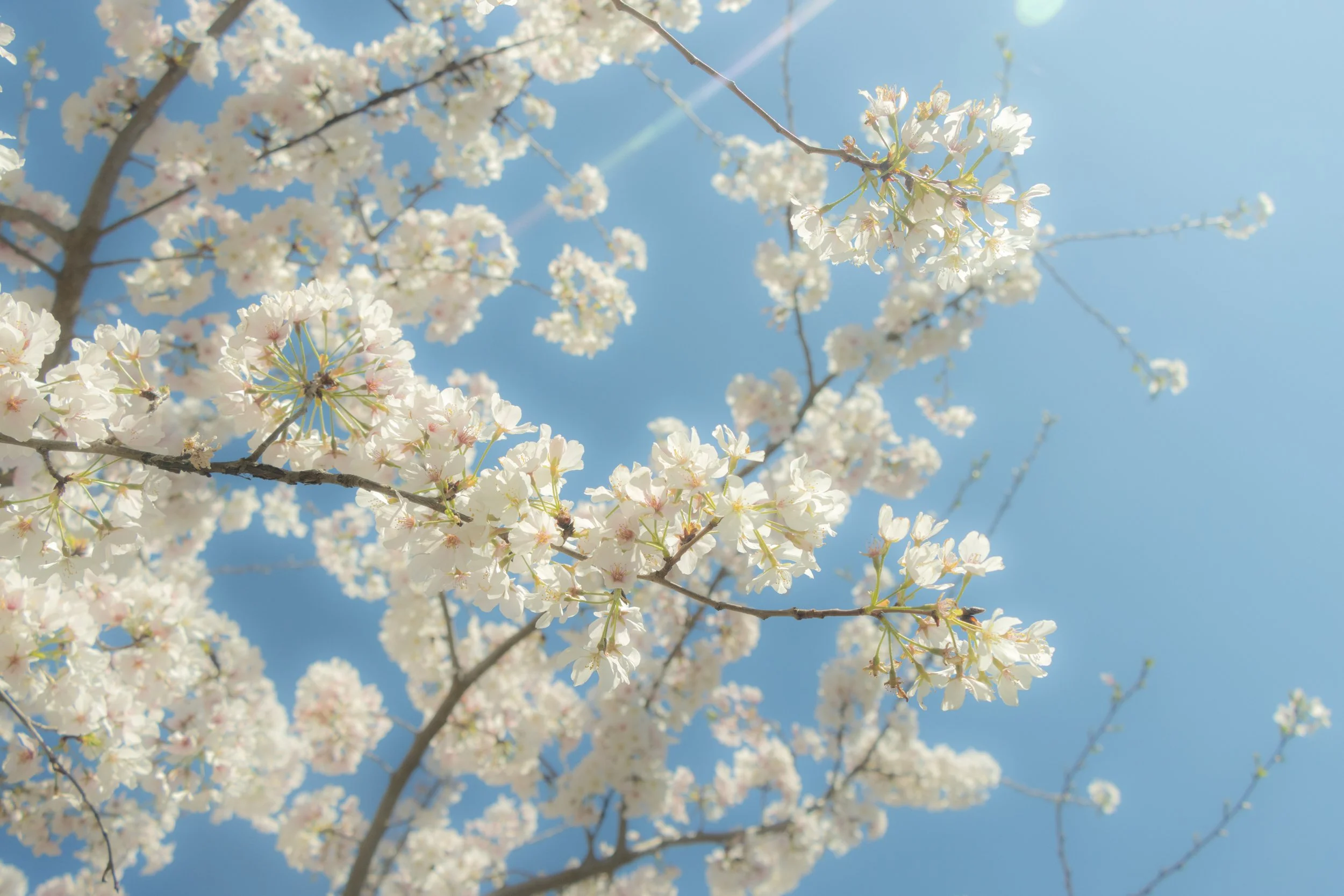 Close-up view of white cherry blossoms on branches against a bright blue sky.