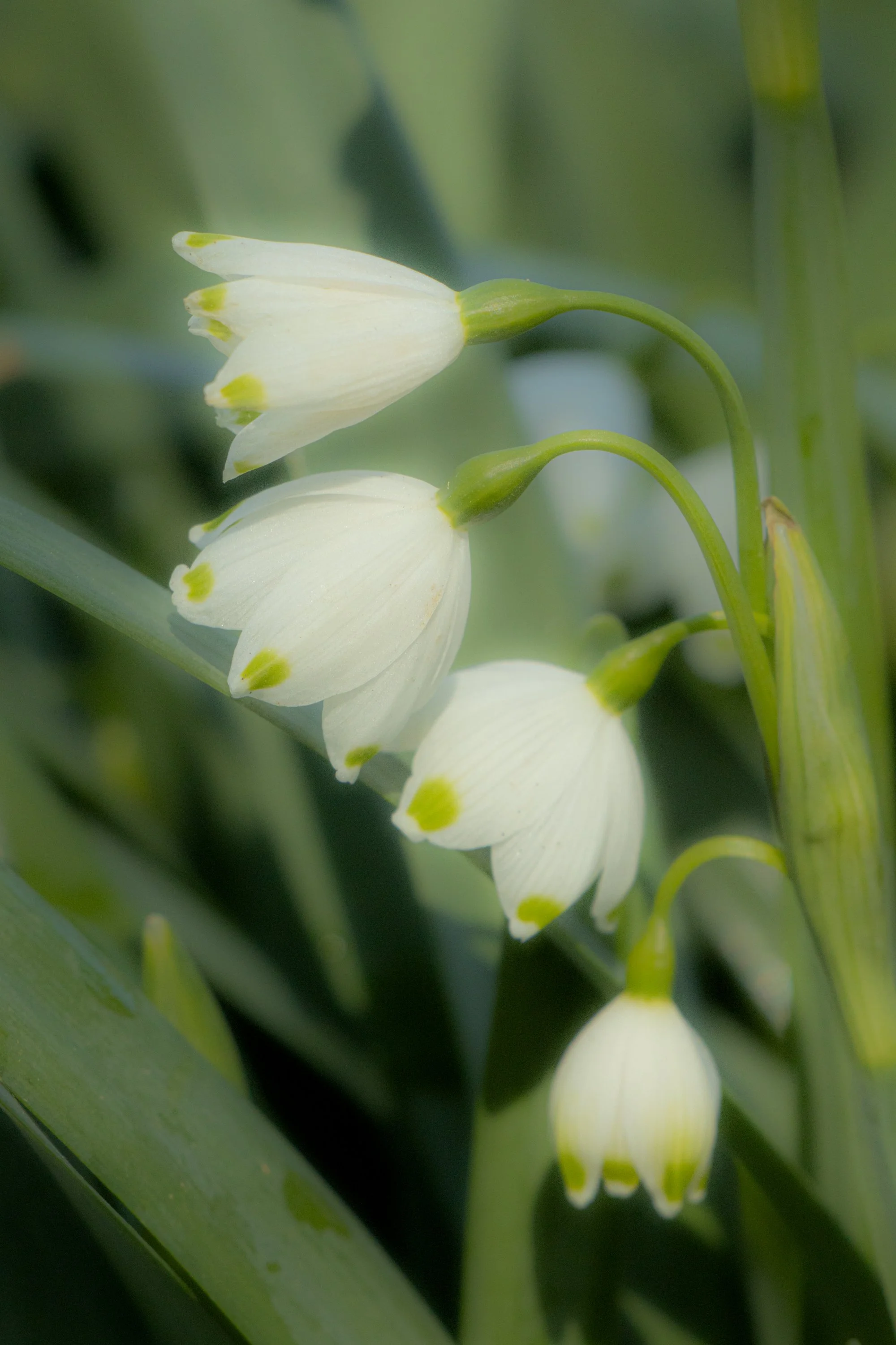 Close-up of white bell-shaped flowers with yellow tips, surrounded by green leaves.