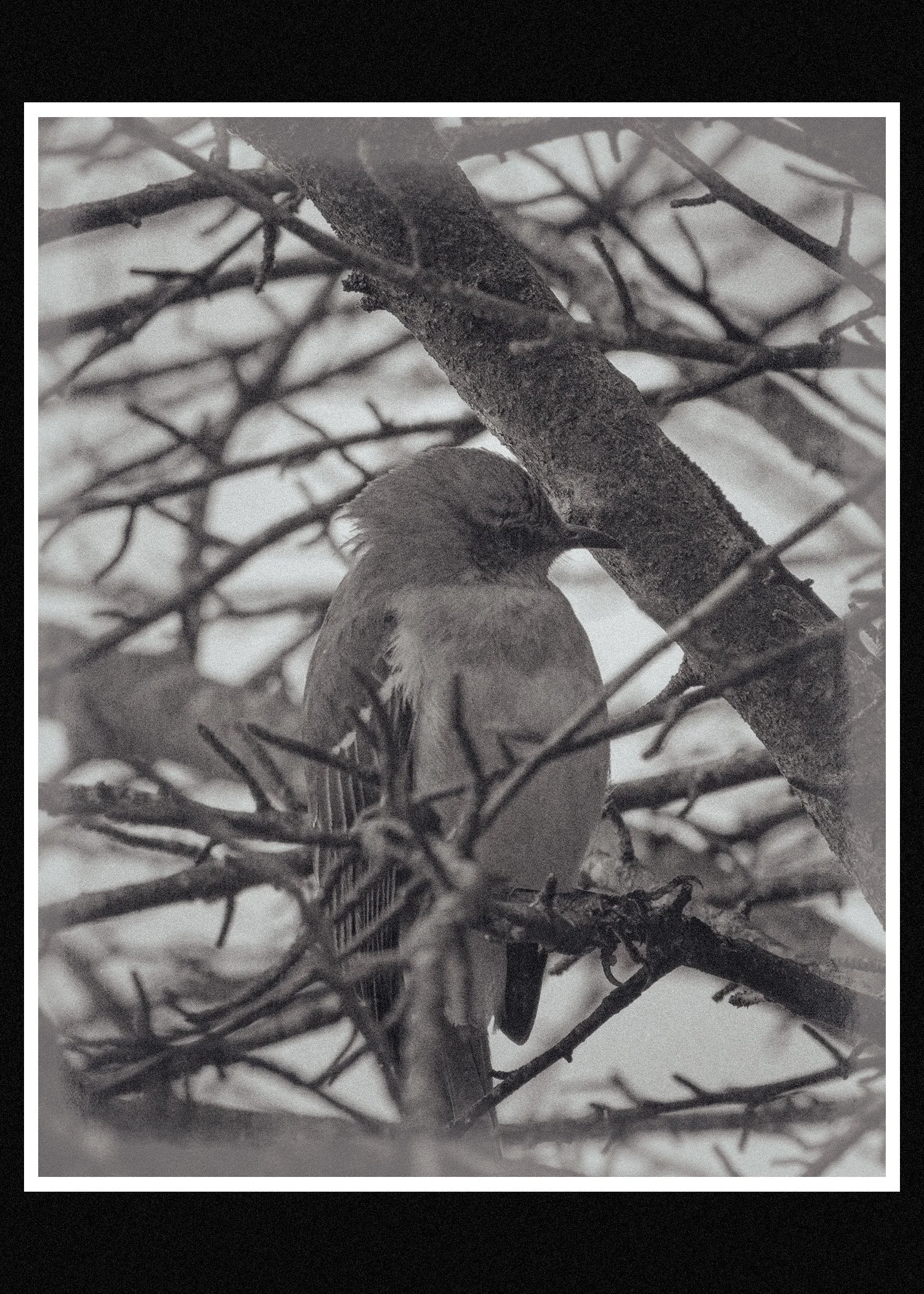 A black and white photograph of a bird perched on a snow-covered tree branch amidst tangled twigs and branches.