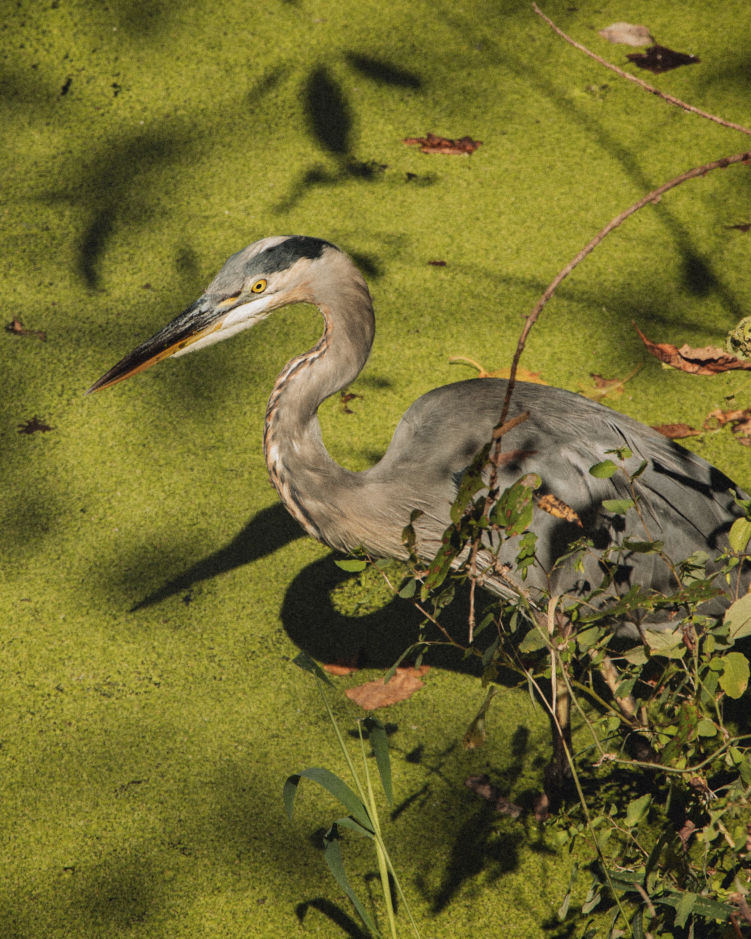 A heron standing in water covered with green duckweed, surrounded by some plants and fallen leaves.