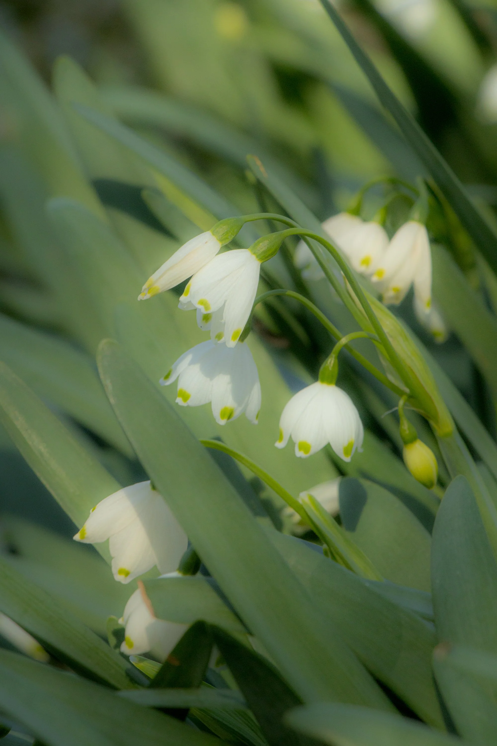 Close-up of white Lily of the Valley flowers hanging from green stems, surrounded by green broad leaves.