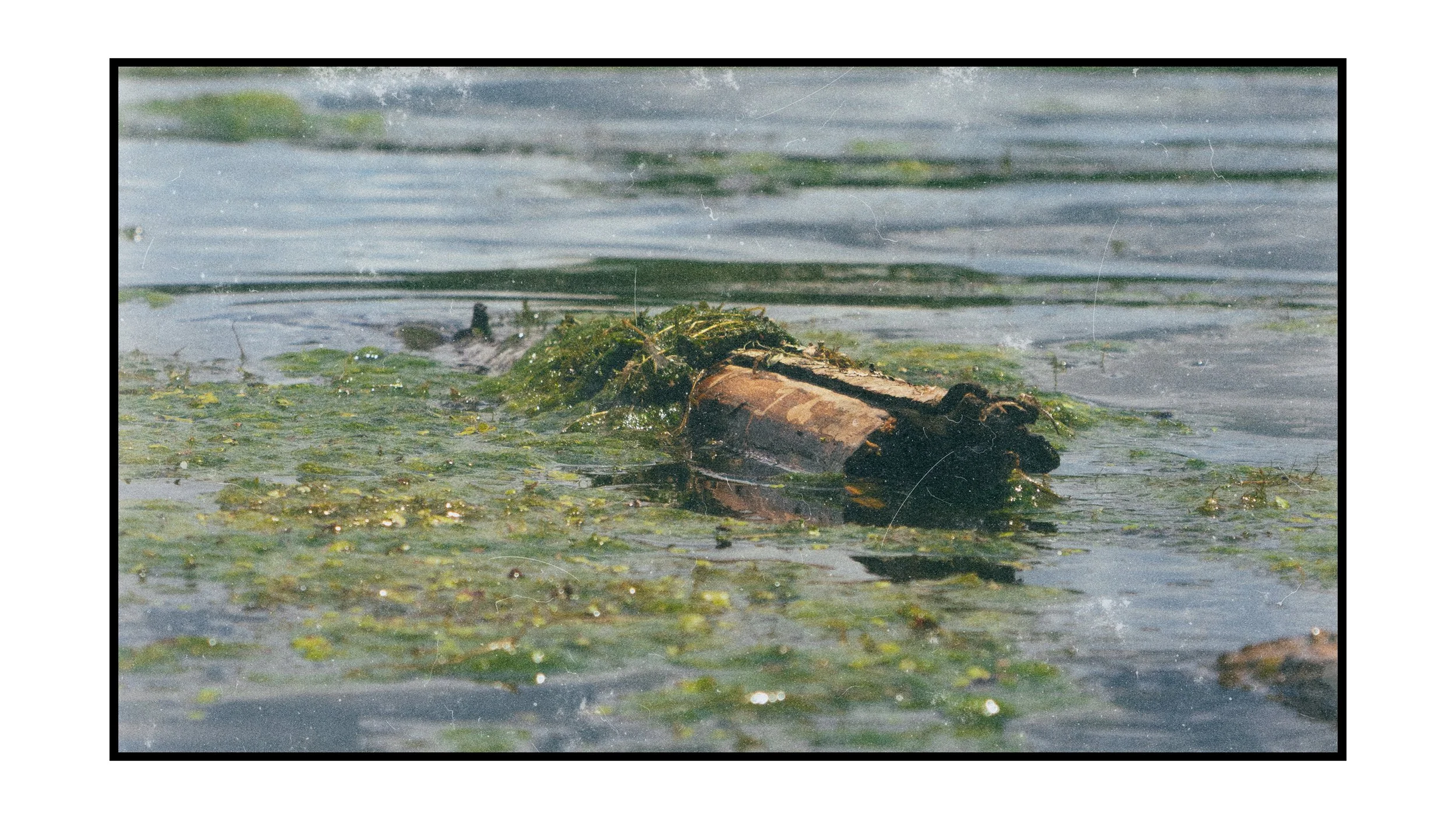 A floating log with aquatic plants and algae on it in a calm water body, possibly a lake or pond.