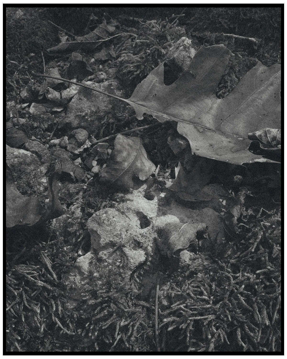 Close-up of a forest floor with fallen leaves, small rocks, and twigs, shot in black and white.
