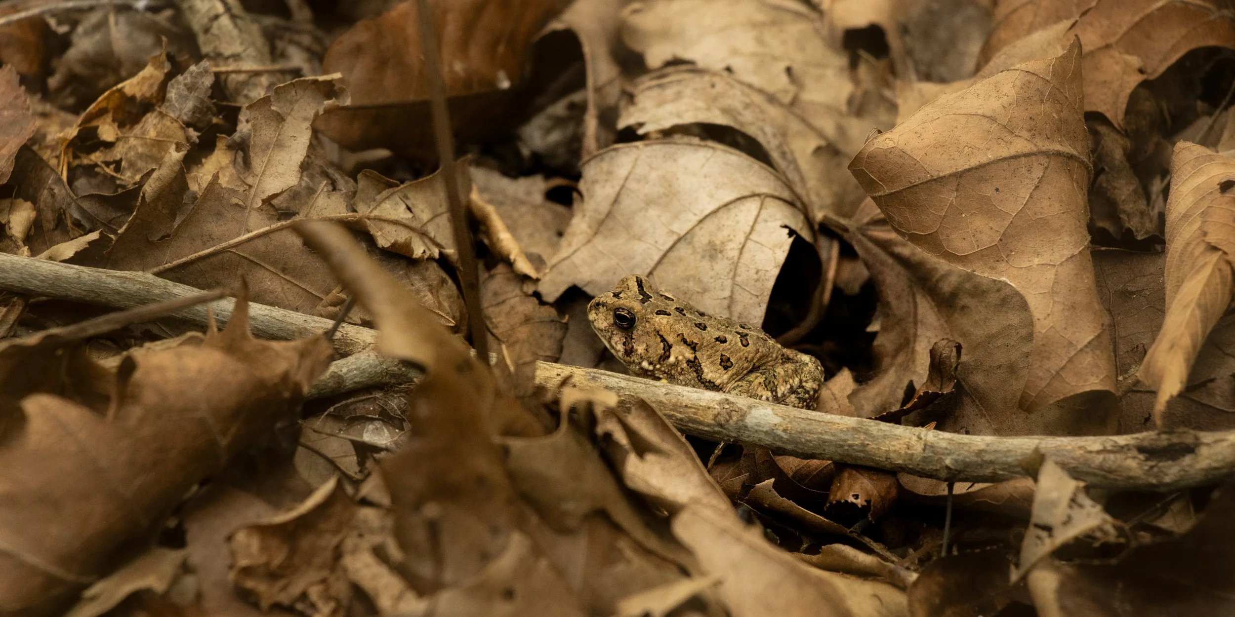 A small, camouflaged toad with brown and black markings rests among dry, fallen leaves and twigs on the forest floor.