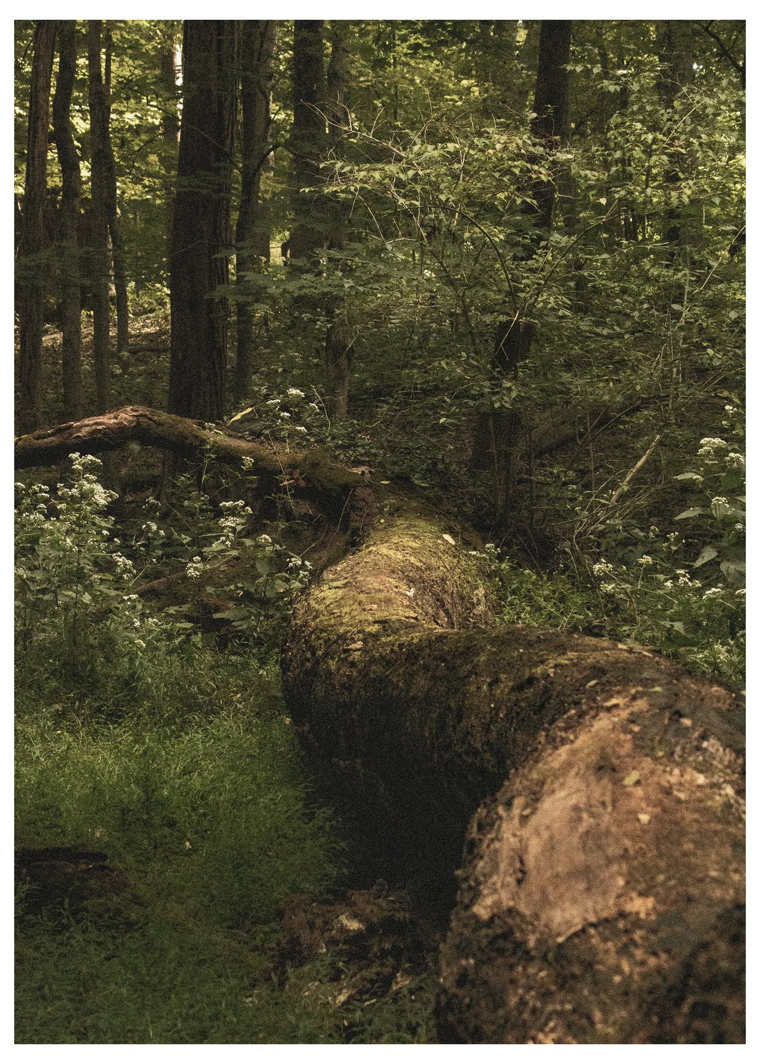 Fallen tree log in a dense forest with green foliage and sunlight filtering through the trees.