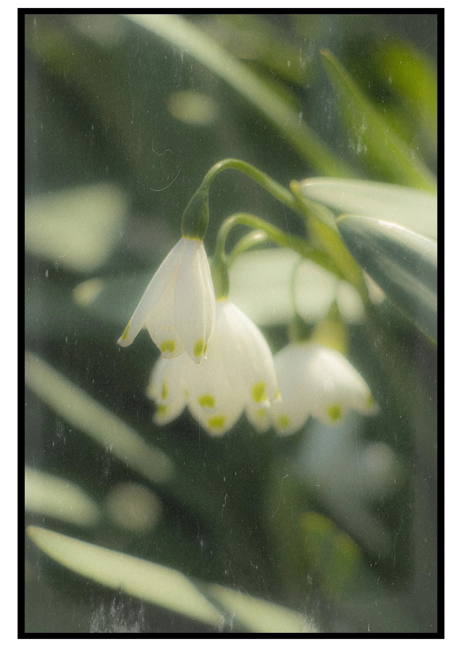 Close-up of delicate white flowers with yellow centers surrounded by green foliage.