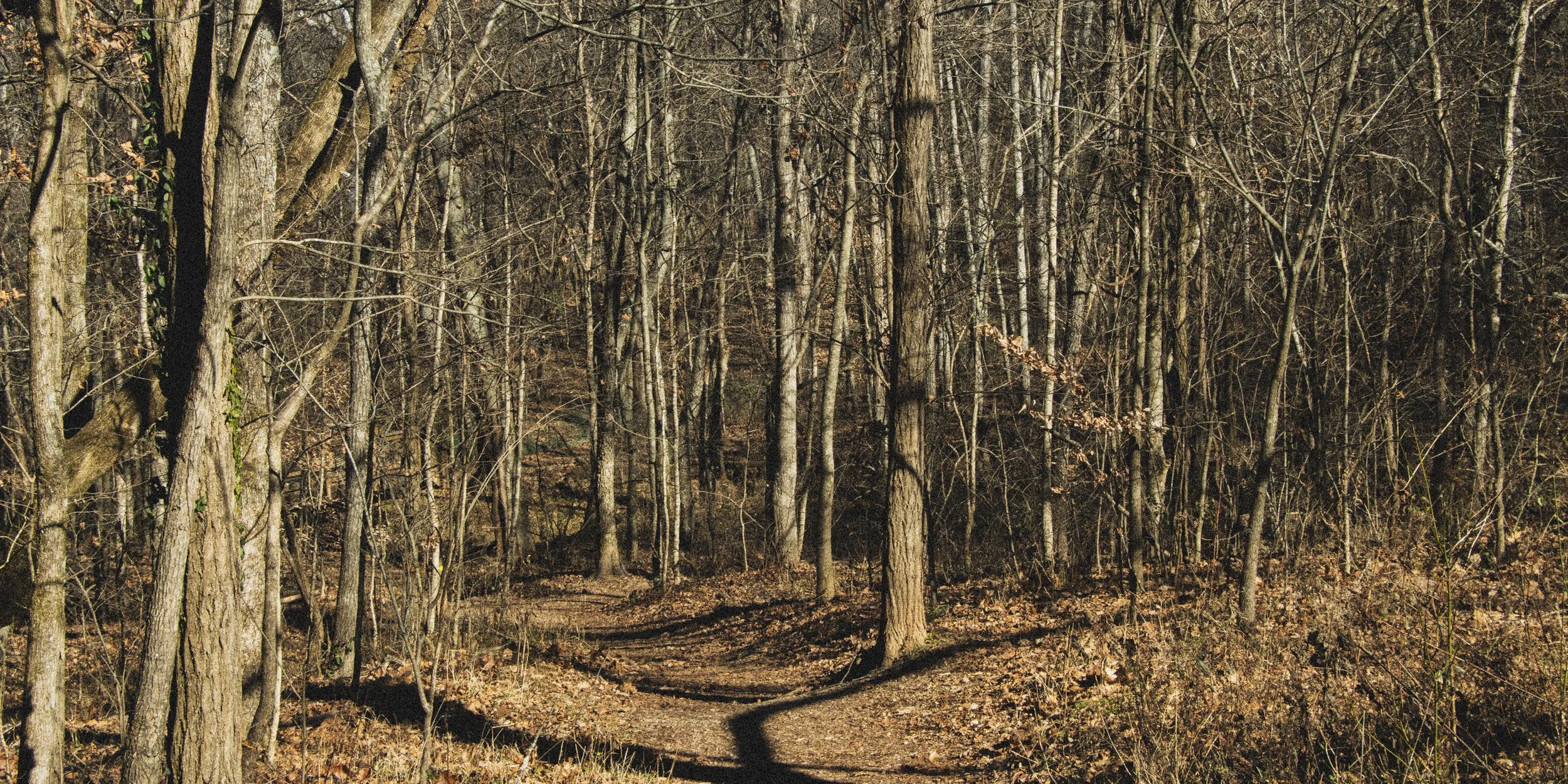A dirt trail winding through a leafless forest with trees and some brown underbrush.