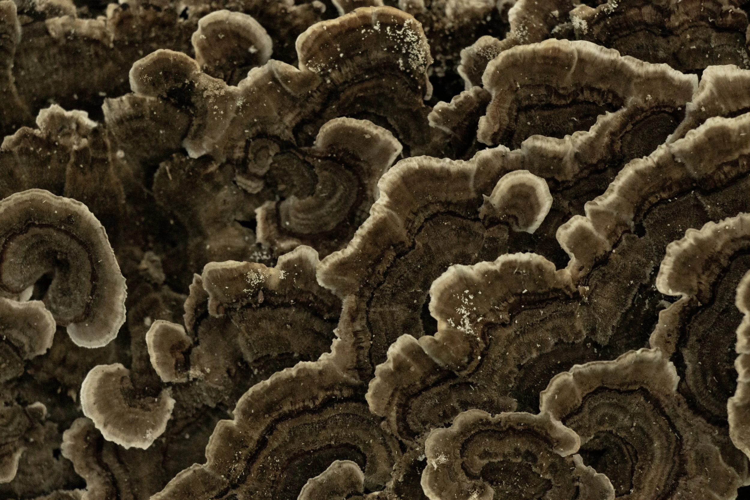 Close-up of numerous brown, layered shelf fungi growing on wood.