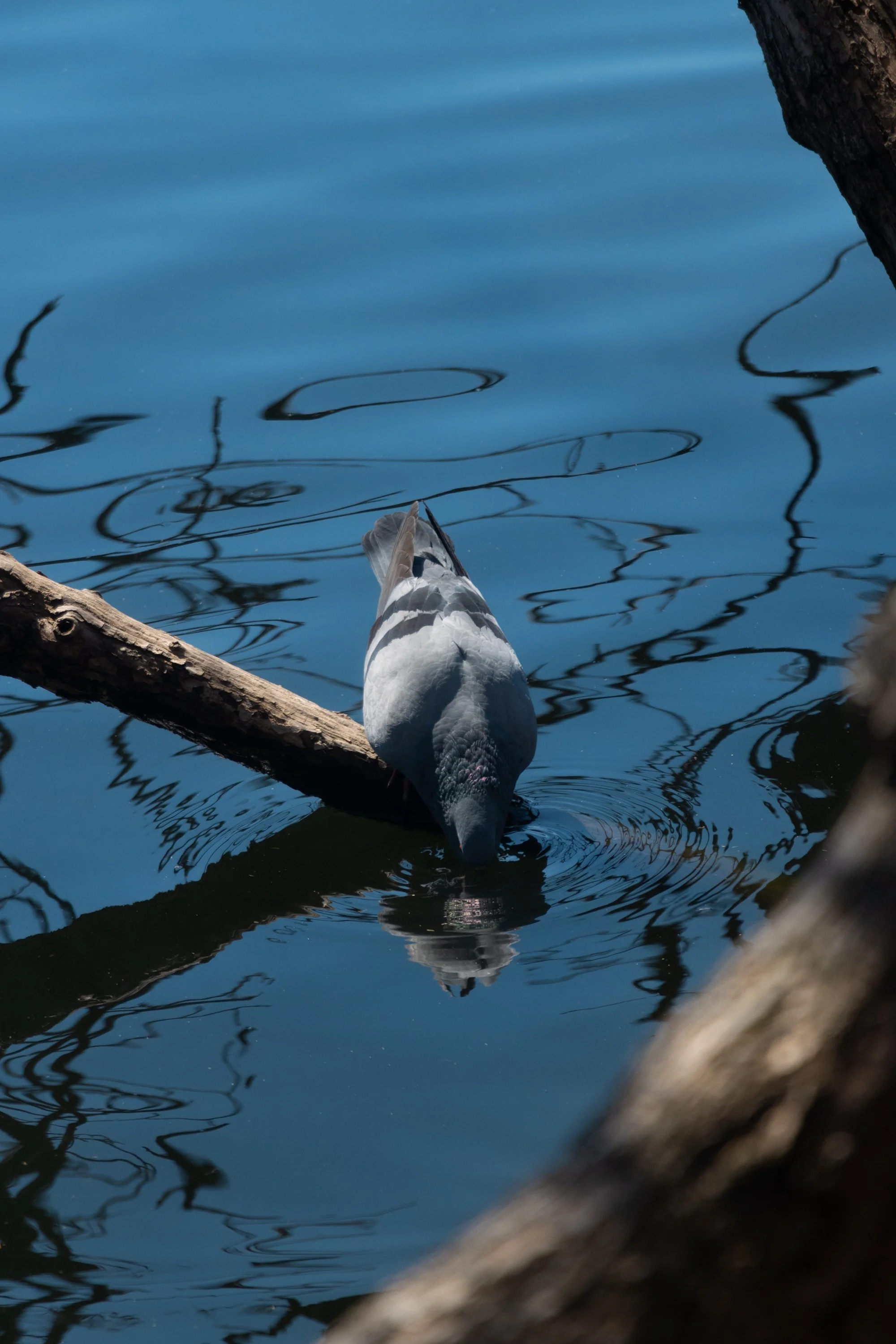 A pigeon is drinking water from a lake or pond surface, with its head submerged and ripples around.