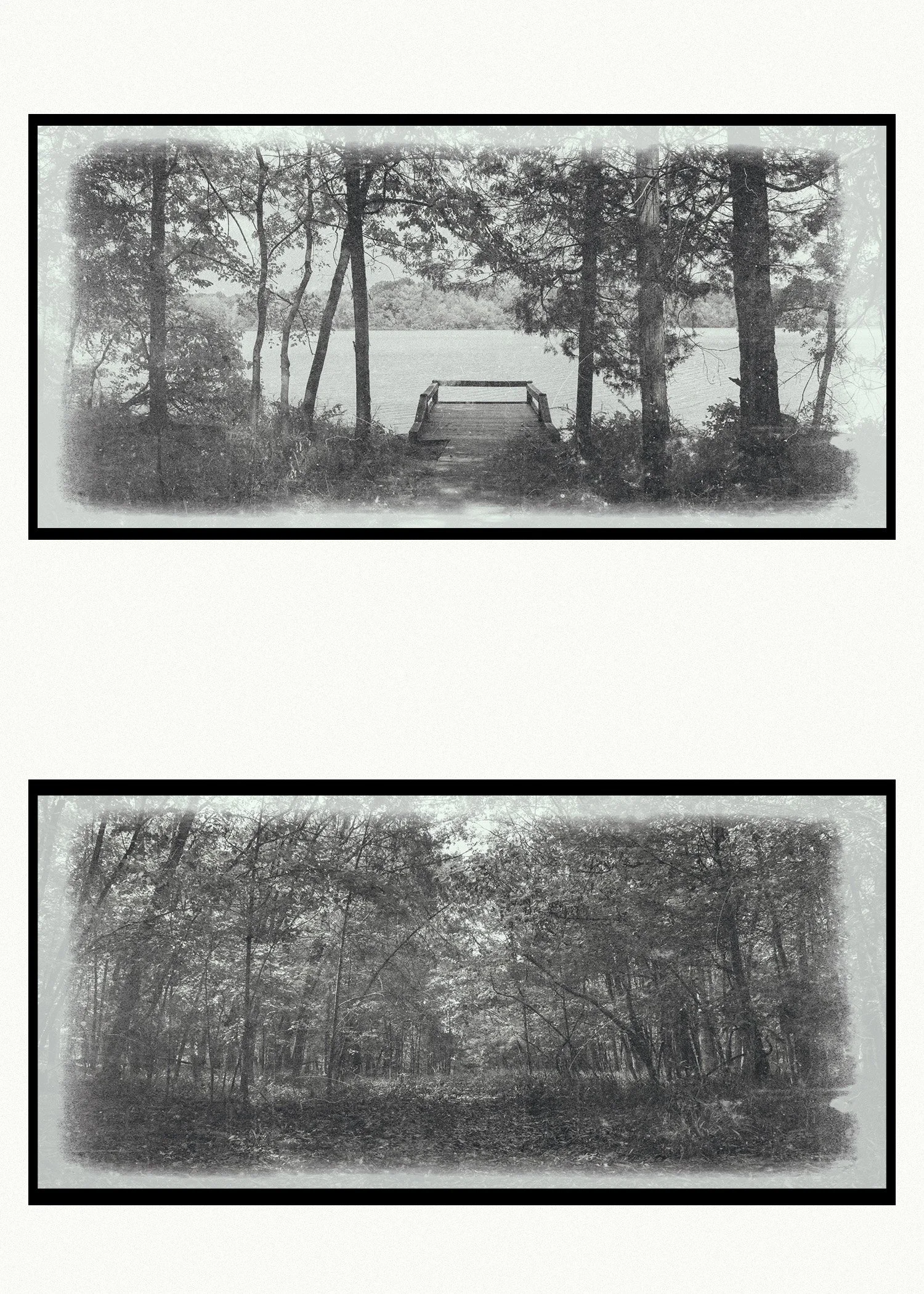 Black and white photograph of a forest with trees and dense foliage, border framing both top and bottom of the image.