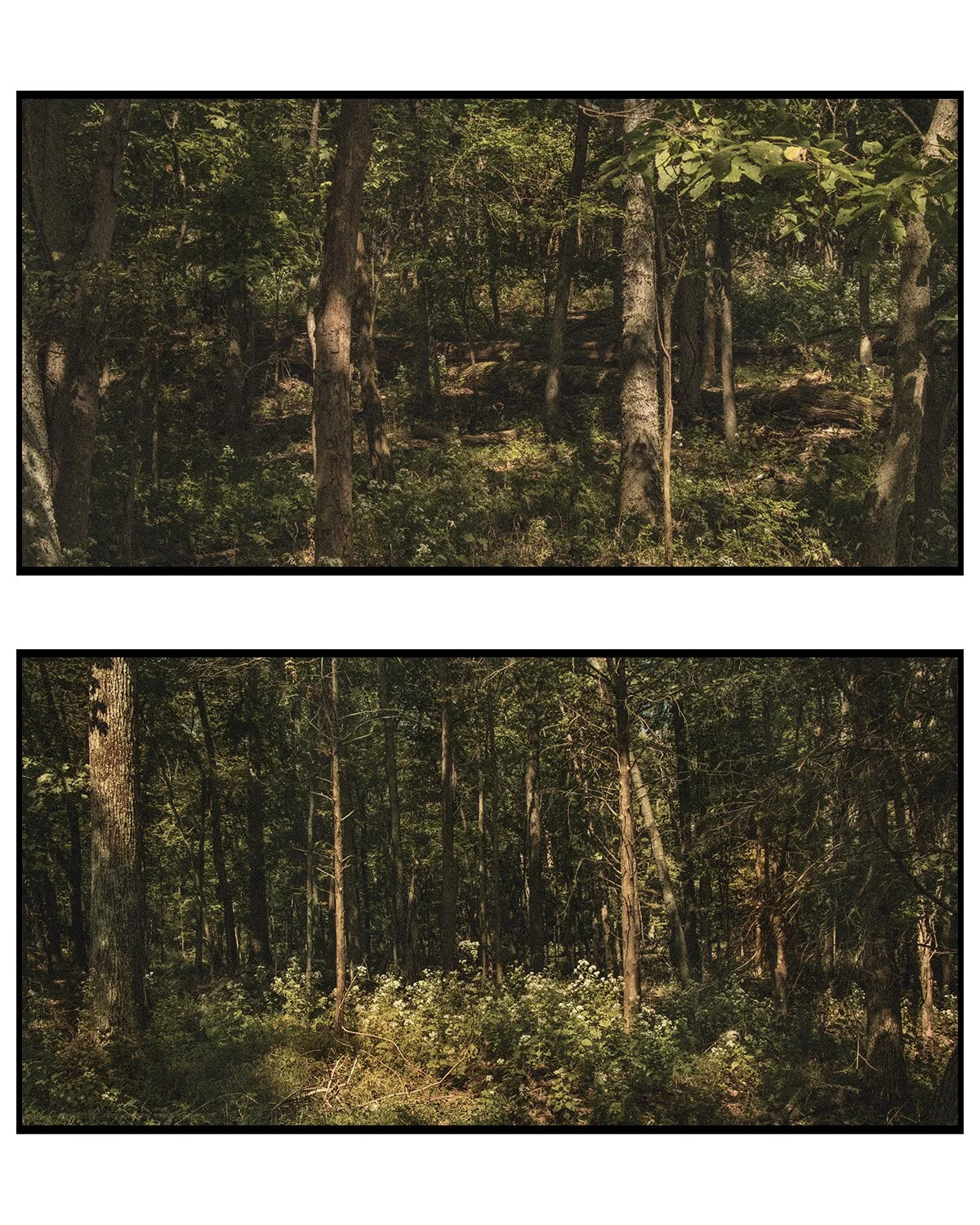 Two photographs of a dense woodland scene with trees, shrubs, and natural undergrowth, taken during daylight.