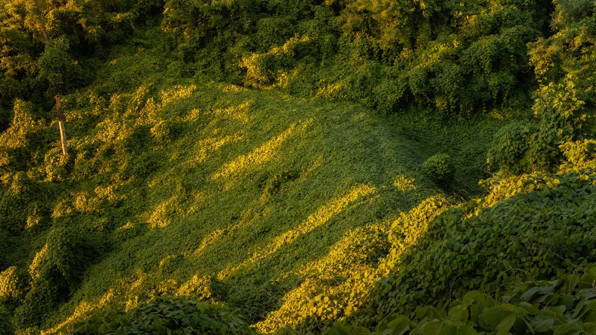 Sunlit green vineyard on a hillside with dense trees in the background.