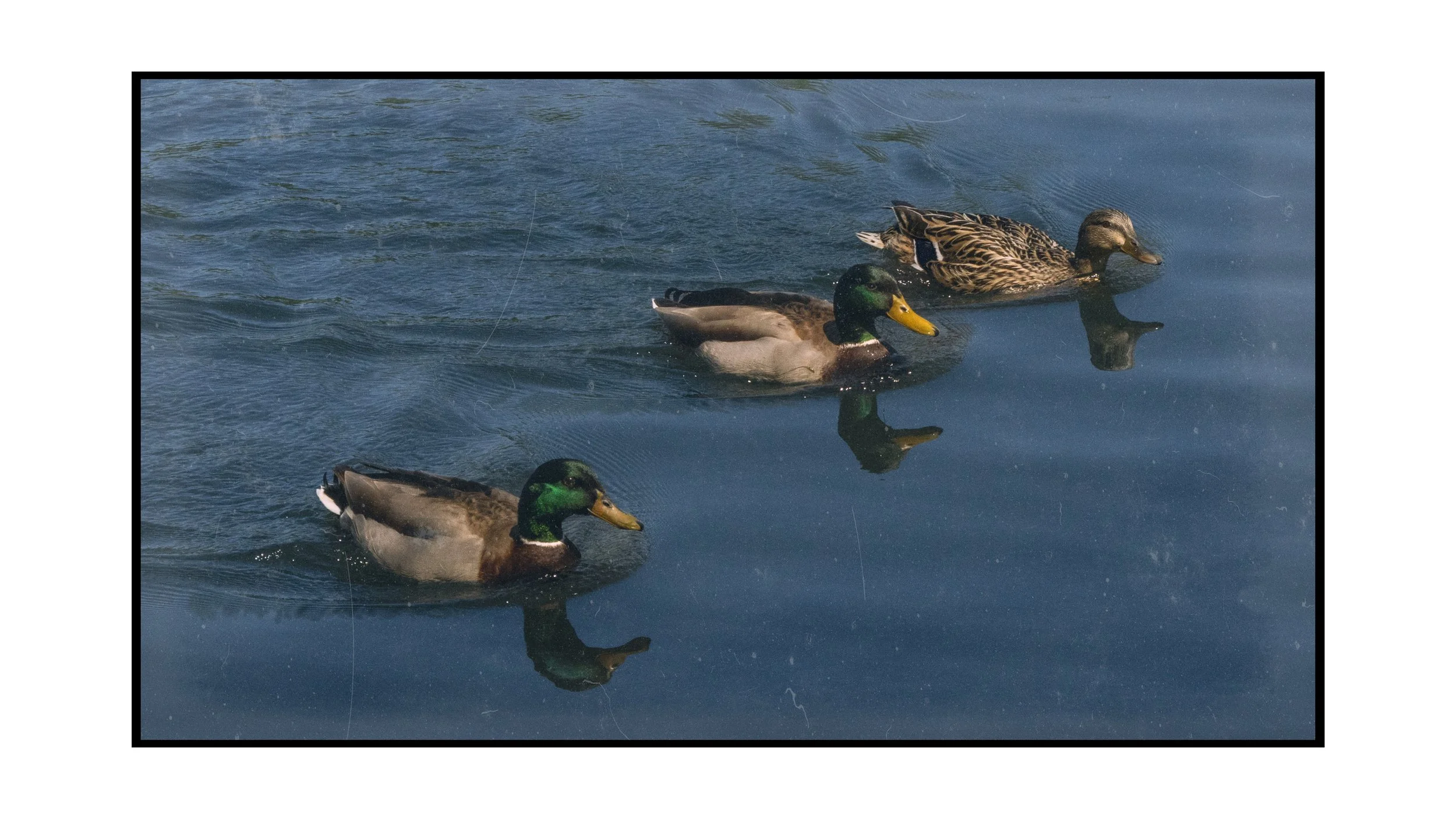 Three ducks swimming in a body of water, two mallards with green heads and one female with brown mottled plumage.