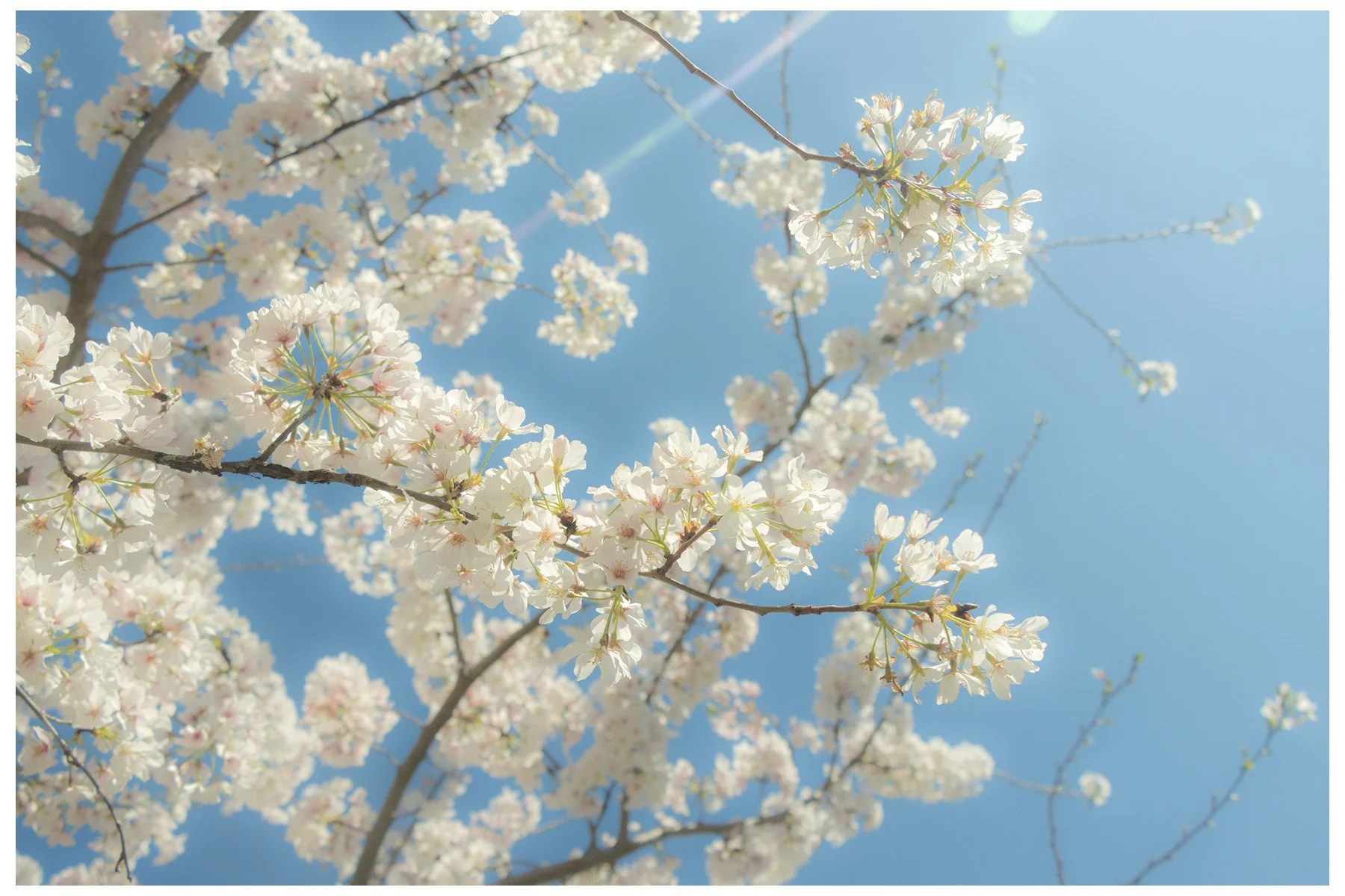 Blossoming cherry tree branches with white flowers against a clear blue sky.