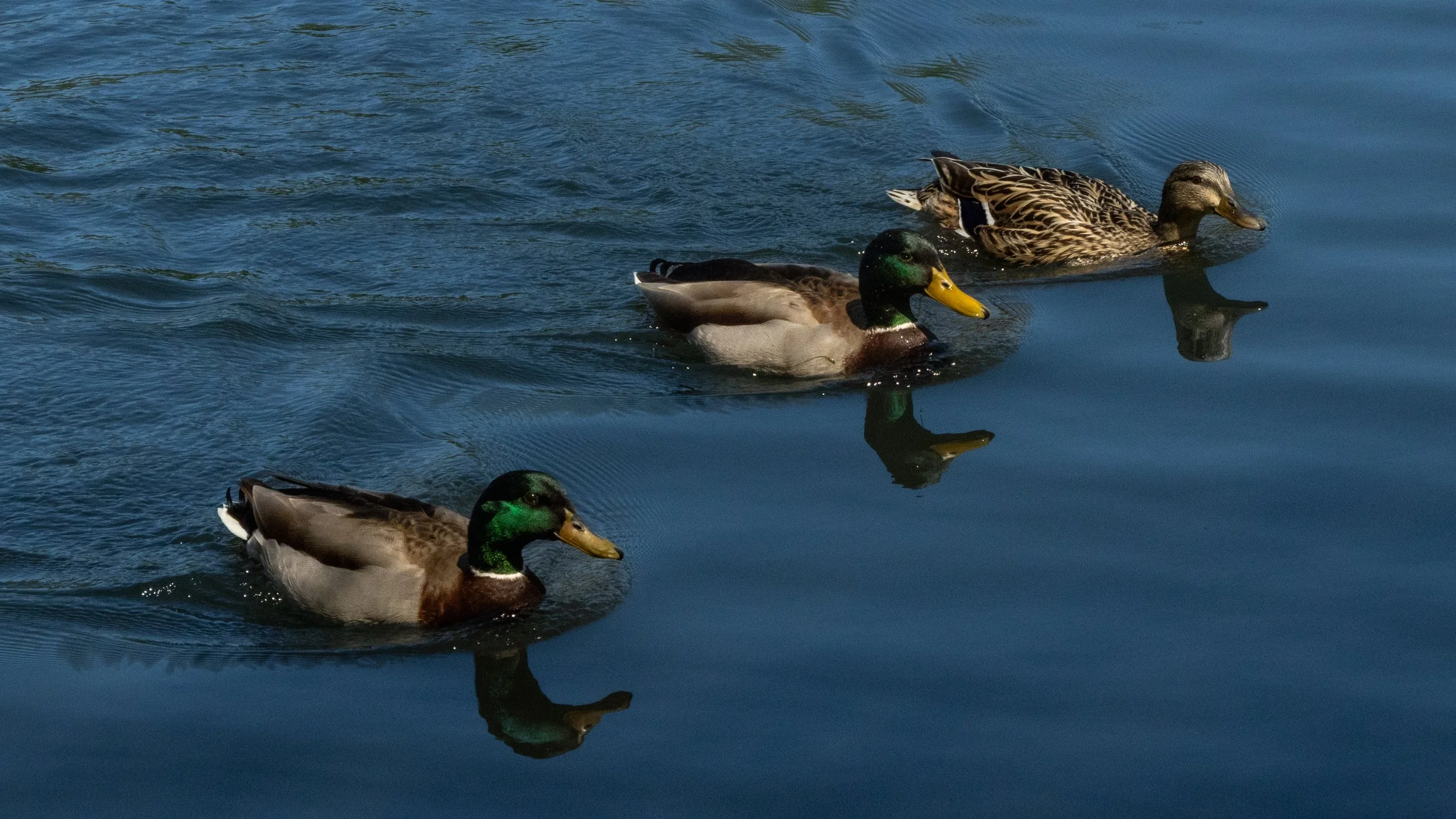 Three ducks swimming in blue water, two are male with green heads and one is female with brown mottled feathers.