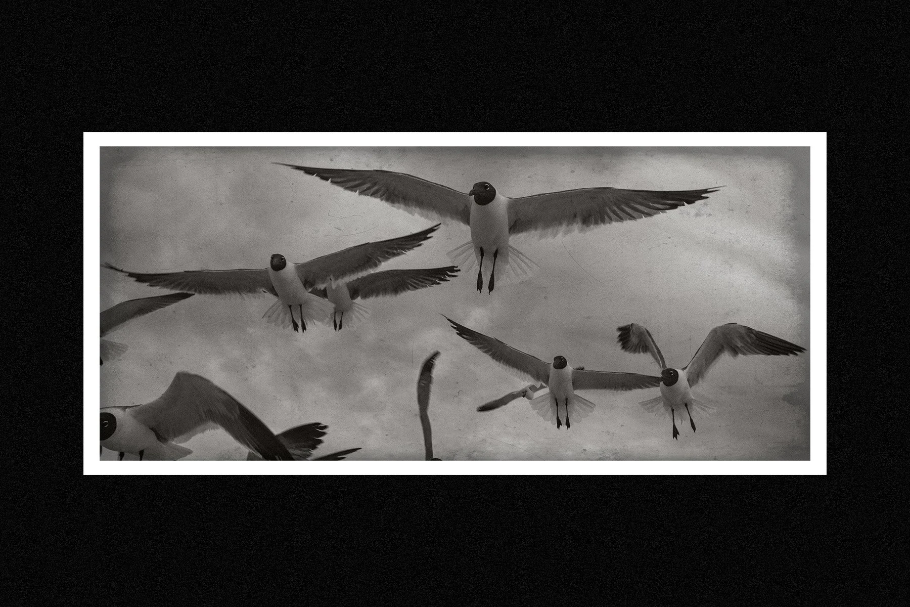 Black and white photograph of seagulls flying in the sky with clouds in the background.