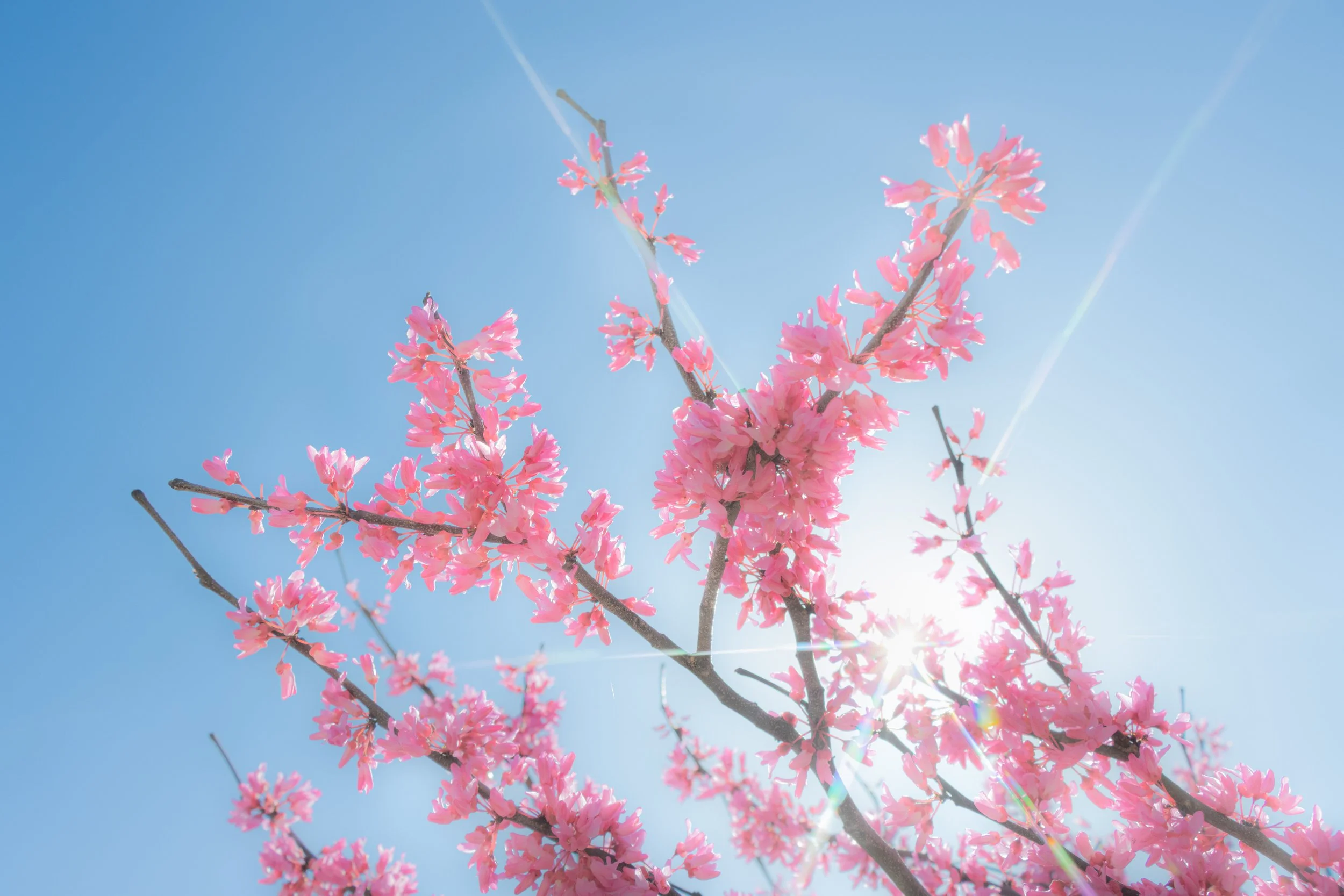 Pink cherry blossoms on branches against a bright blue sky with sunlight shining through.