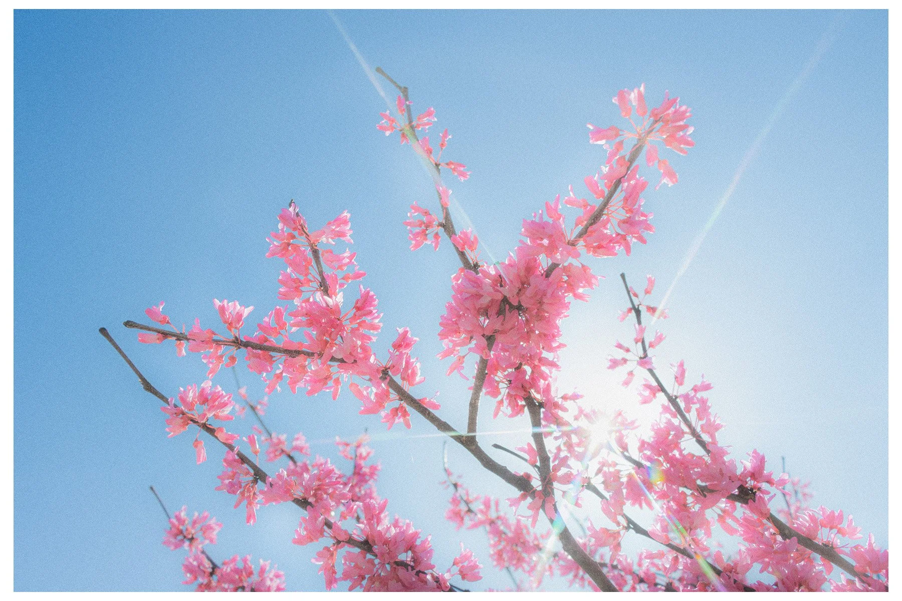 Pink cherry blossoms on branches against a bright blue sky with sunlight.