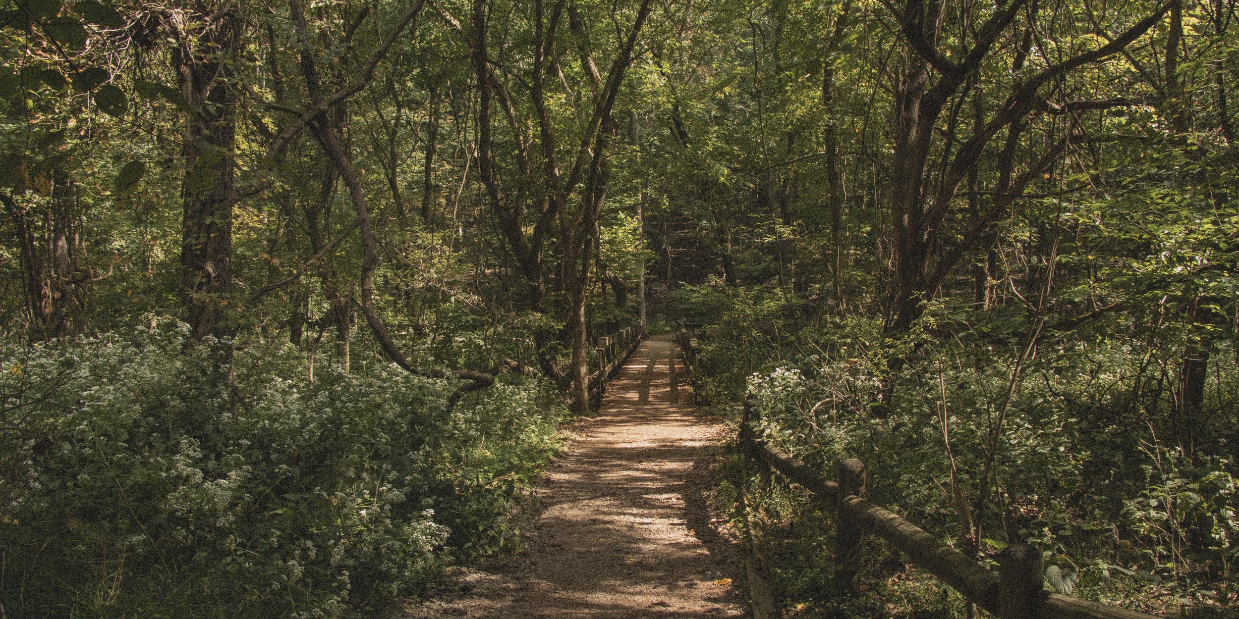 A dirt trail in a dense forest with tall trees and green foliage, with a wooden railing on the right side of the path.