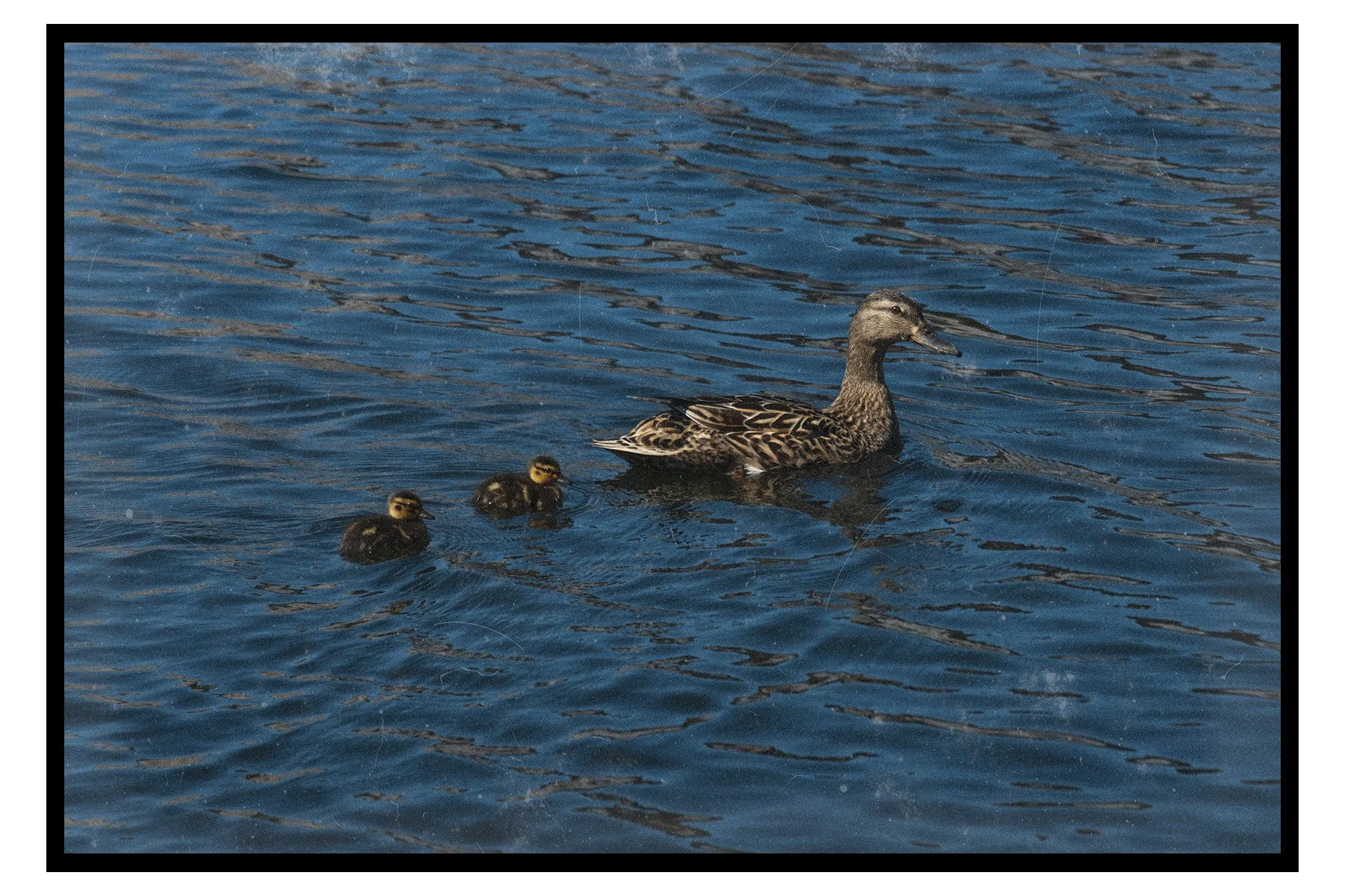 A mother duck swimming in water with two ducklings following behind.