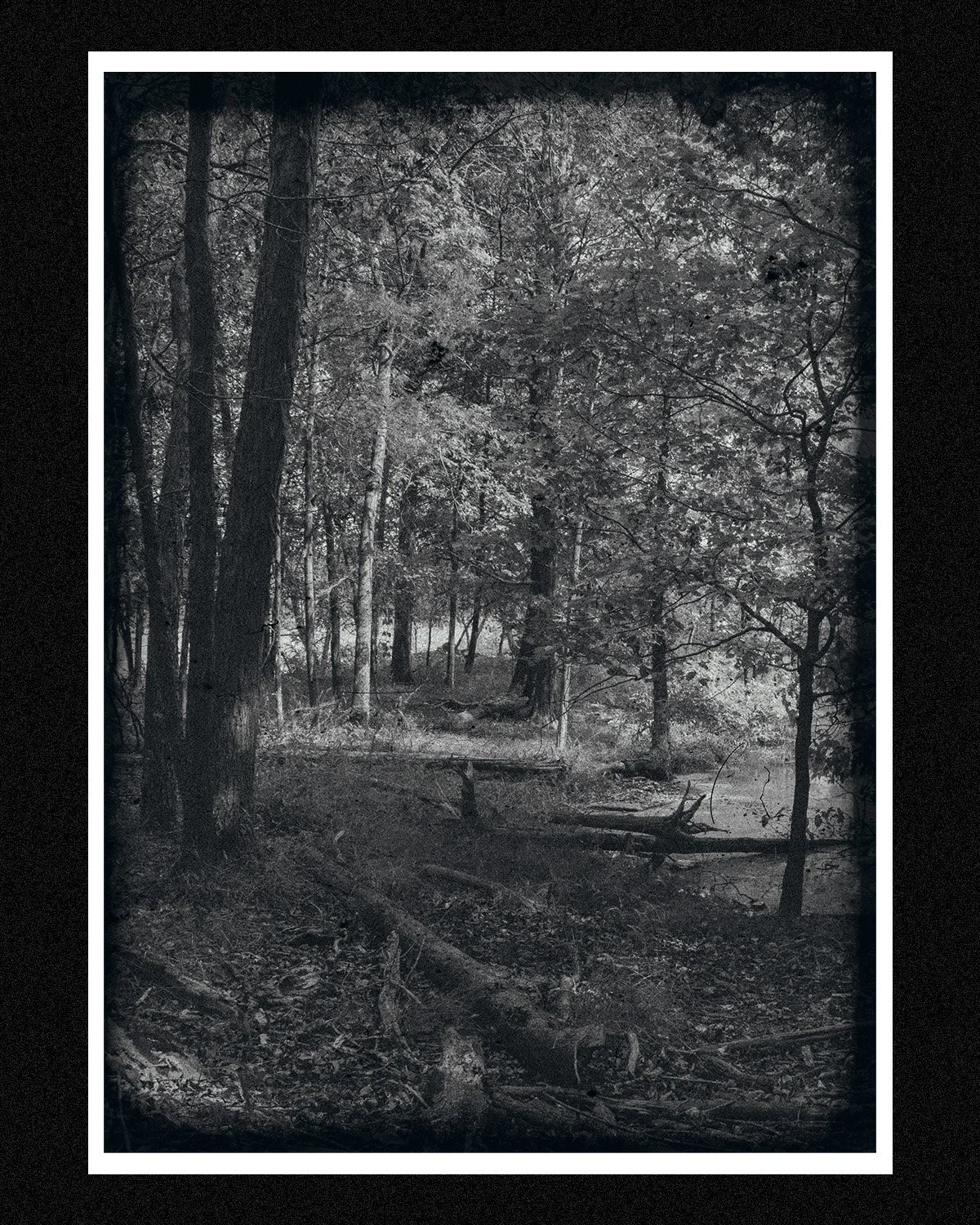 Black and white photo of a dense forest with tall trees and fallen branches on the ground.