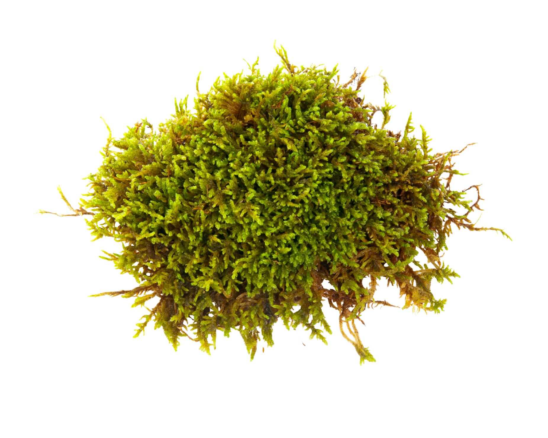 Close-up of a green cannabis bud with orange hairs and small sugar crystals.