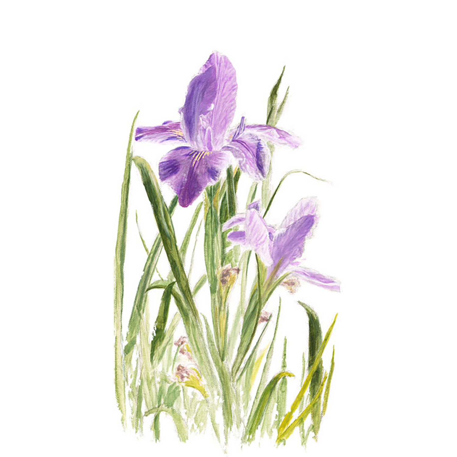 PA-StAugtine-Iris-8x16_web.png