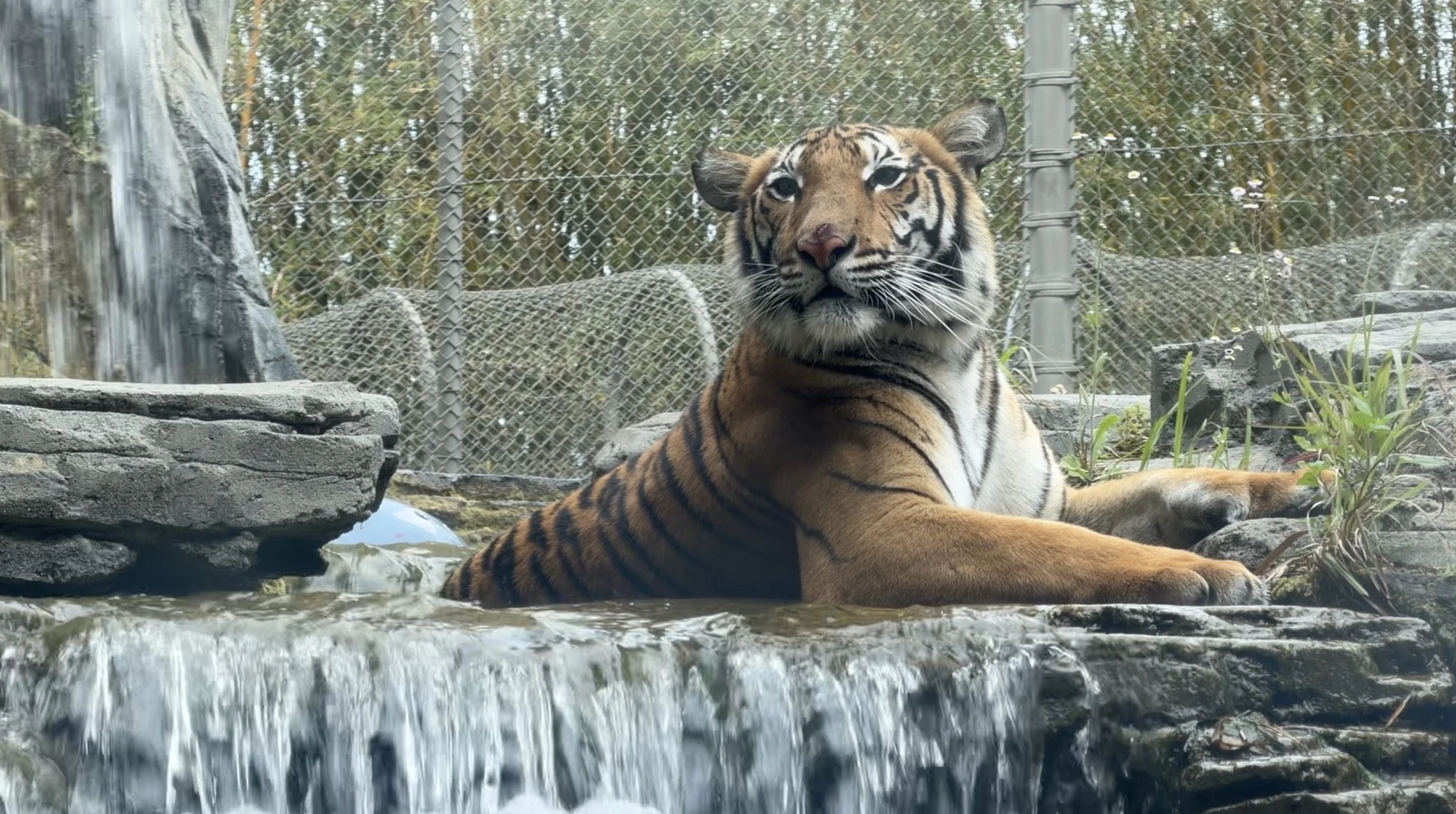 Jax Zoo