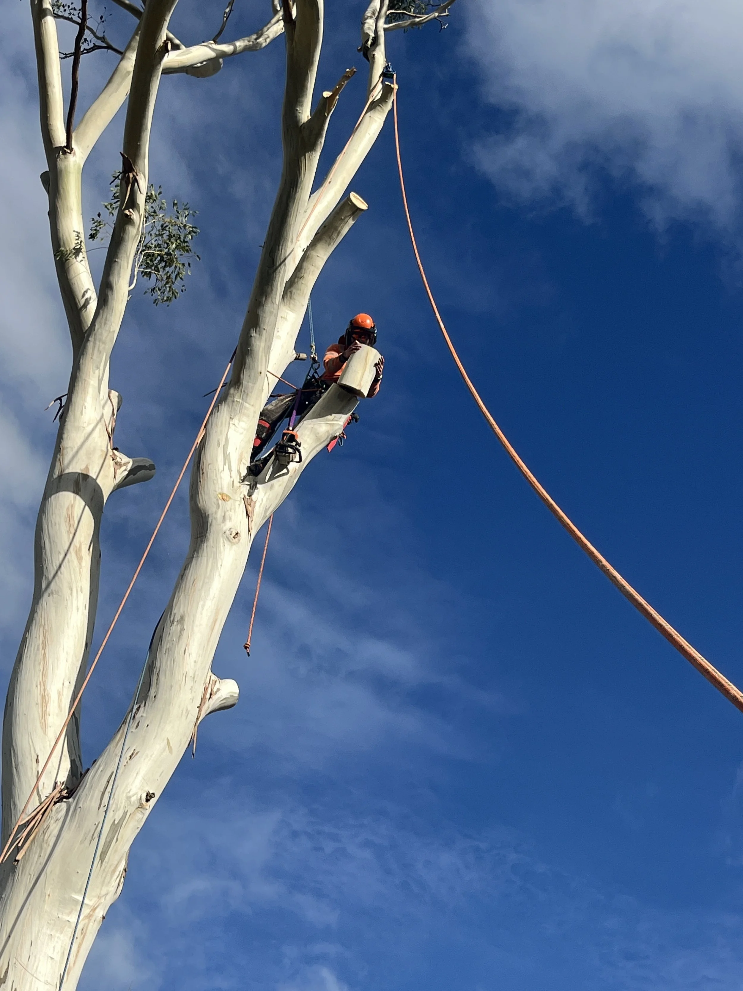 A person in safety gear is trimming a tall, leafless tree from a climbing platform with a chainsaw, against a blue sky with some clouds.