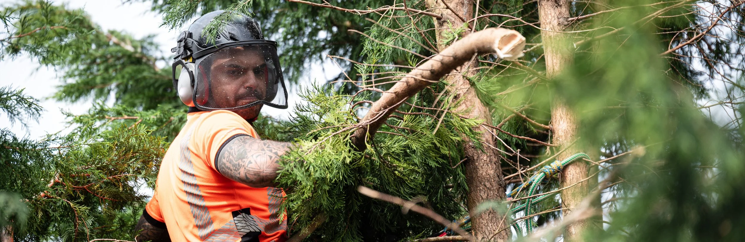 A man wearing a helmet with a face shield, orange shirt, and tattoos on his arm, is cutting or trimming a tree branch with a saw.