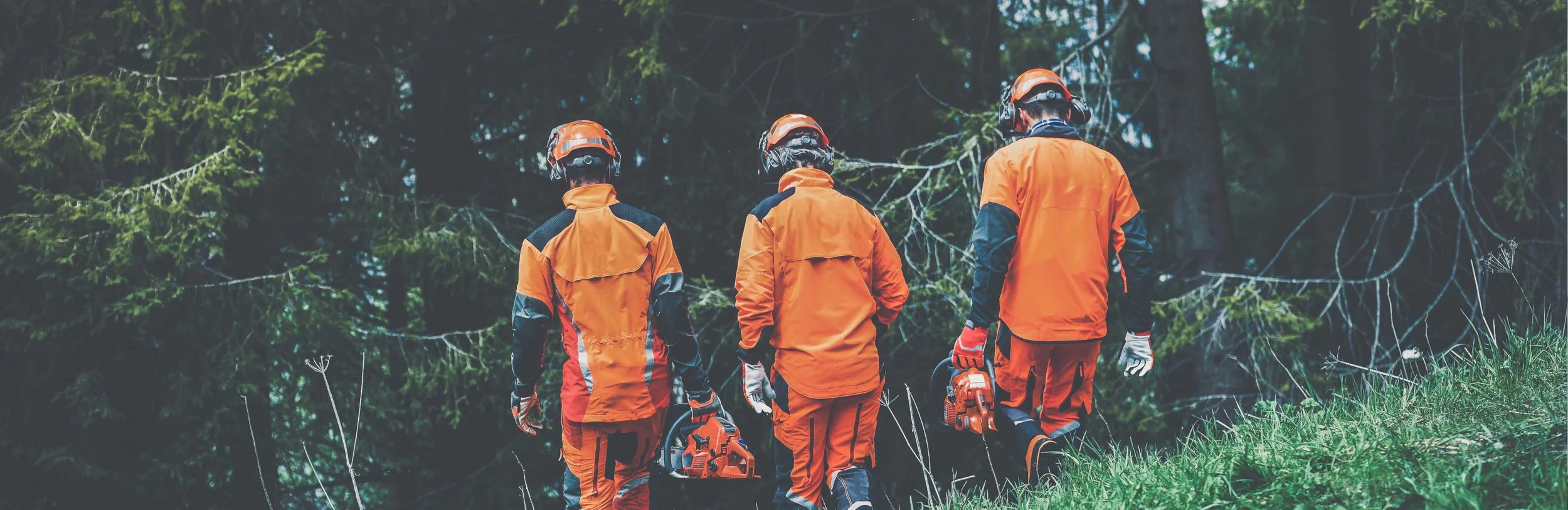 Three arborists in orange safety gear walking in a forest, each holding a chainsaw.