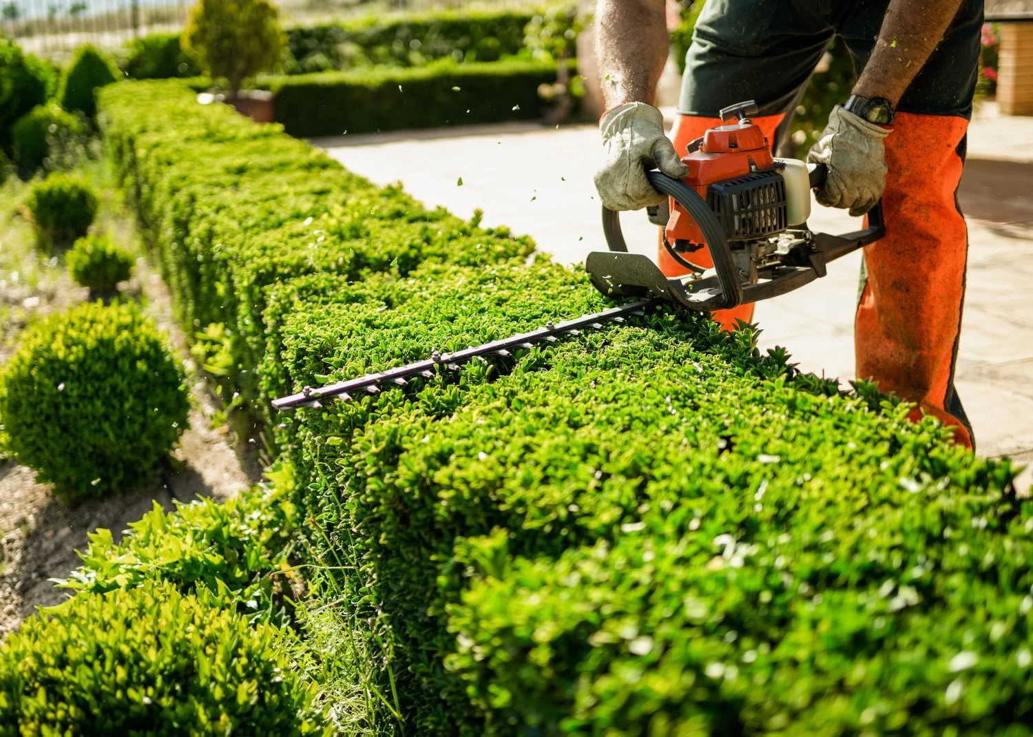Person trimming a neatly shaped hedge with electric hedge trimmer in a garden.