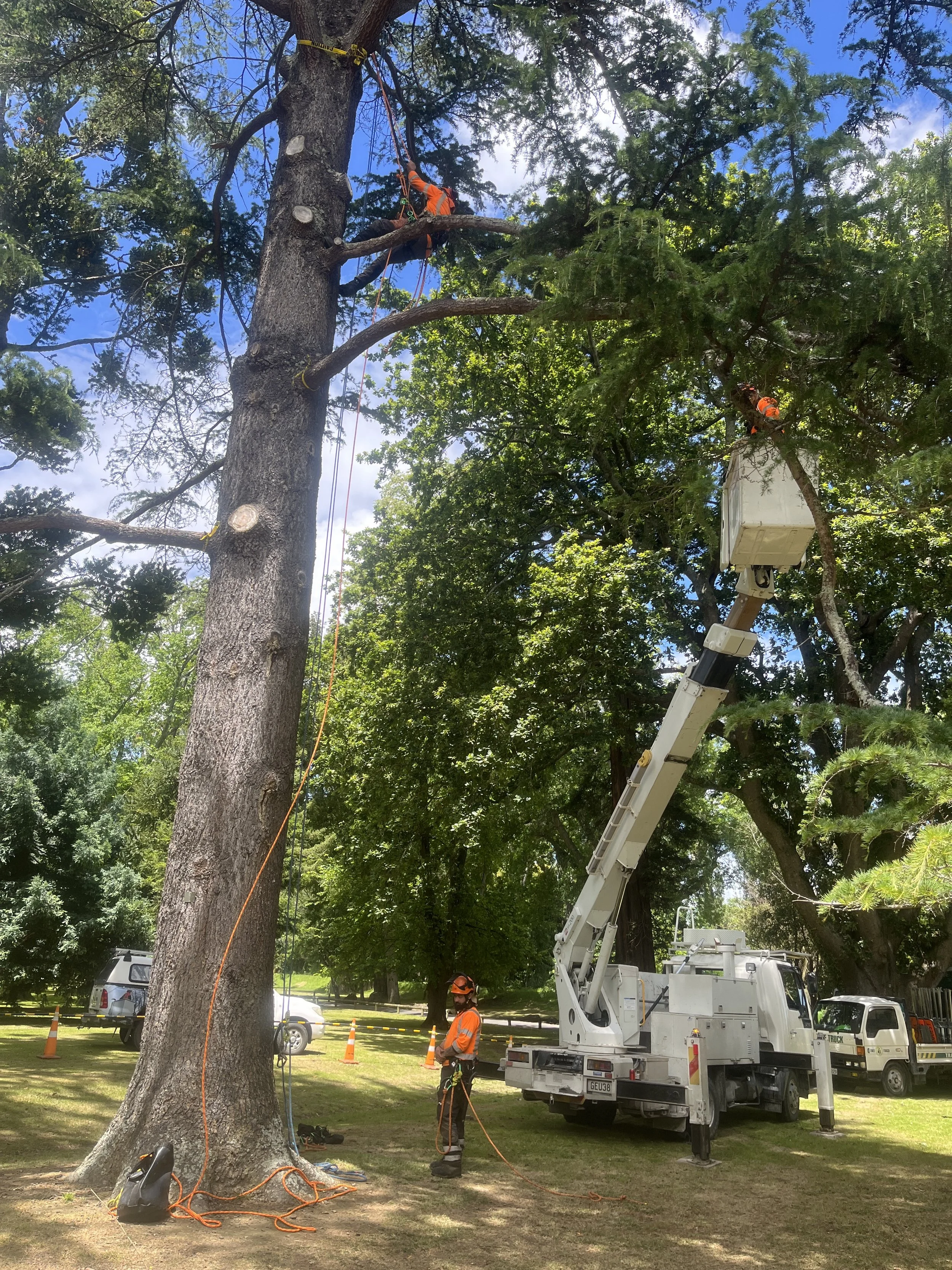 Tree trimming workers using a bucket lift to work on a tall tree in a park, with safety cones and equipment around.